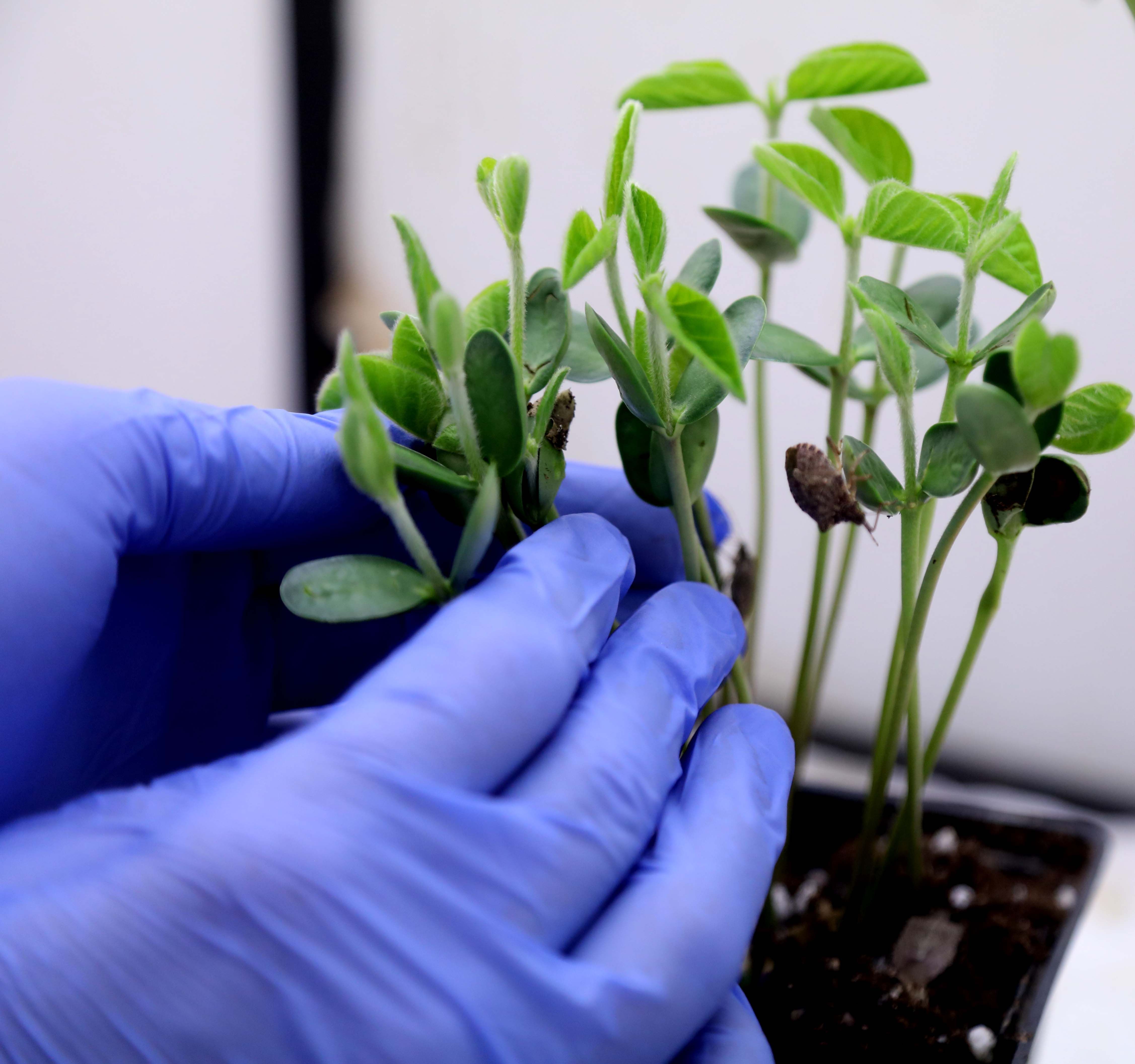 Samuray arısı kahverengi kokarcaya karşı! 150 bin tane daha geliyor - 4. Resim