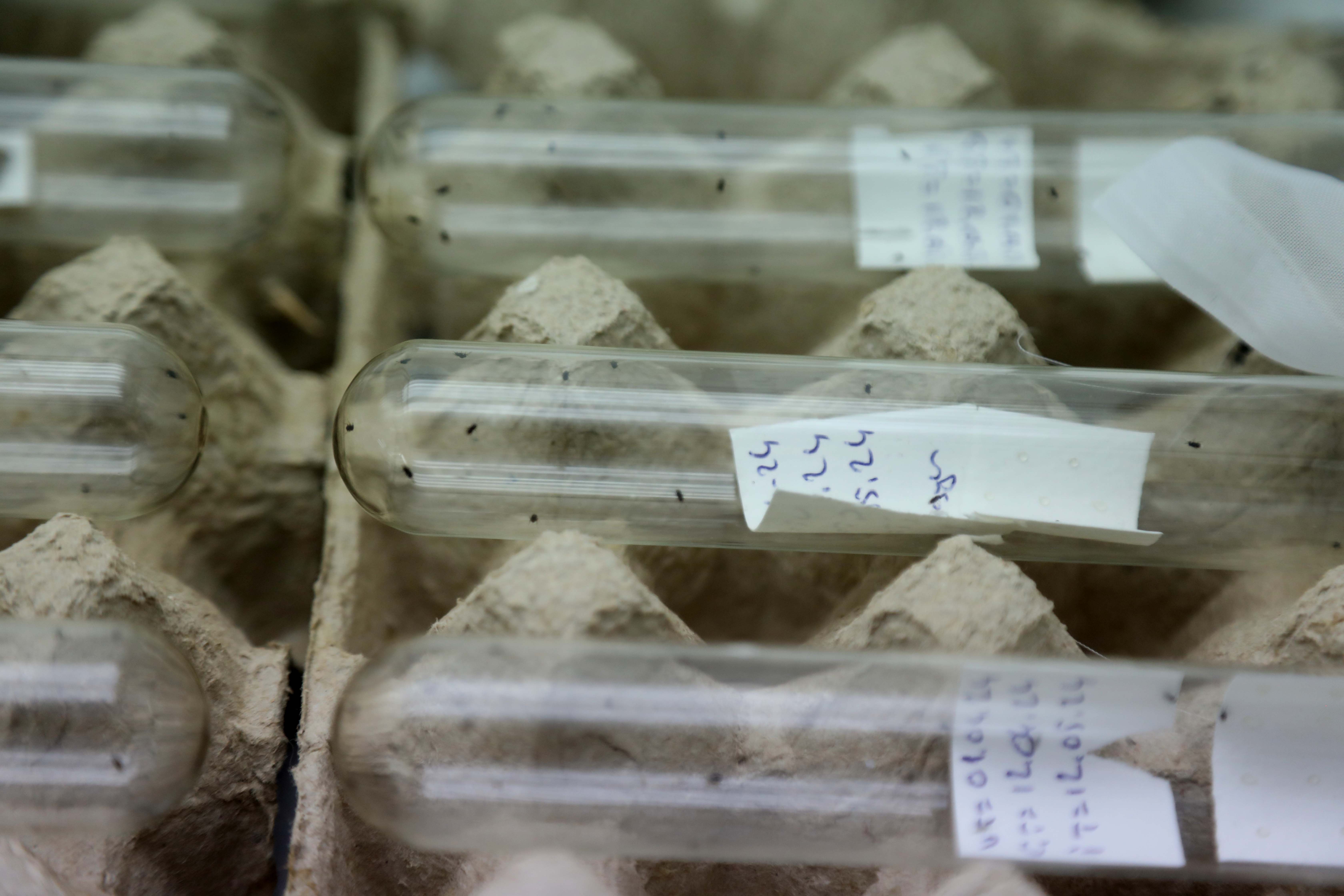 Samuray arısı kahverengi kokarcaya karşı! 150 bin tane daha geliyor - 2. Resim