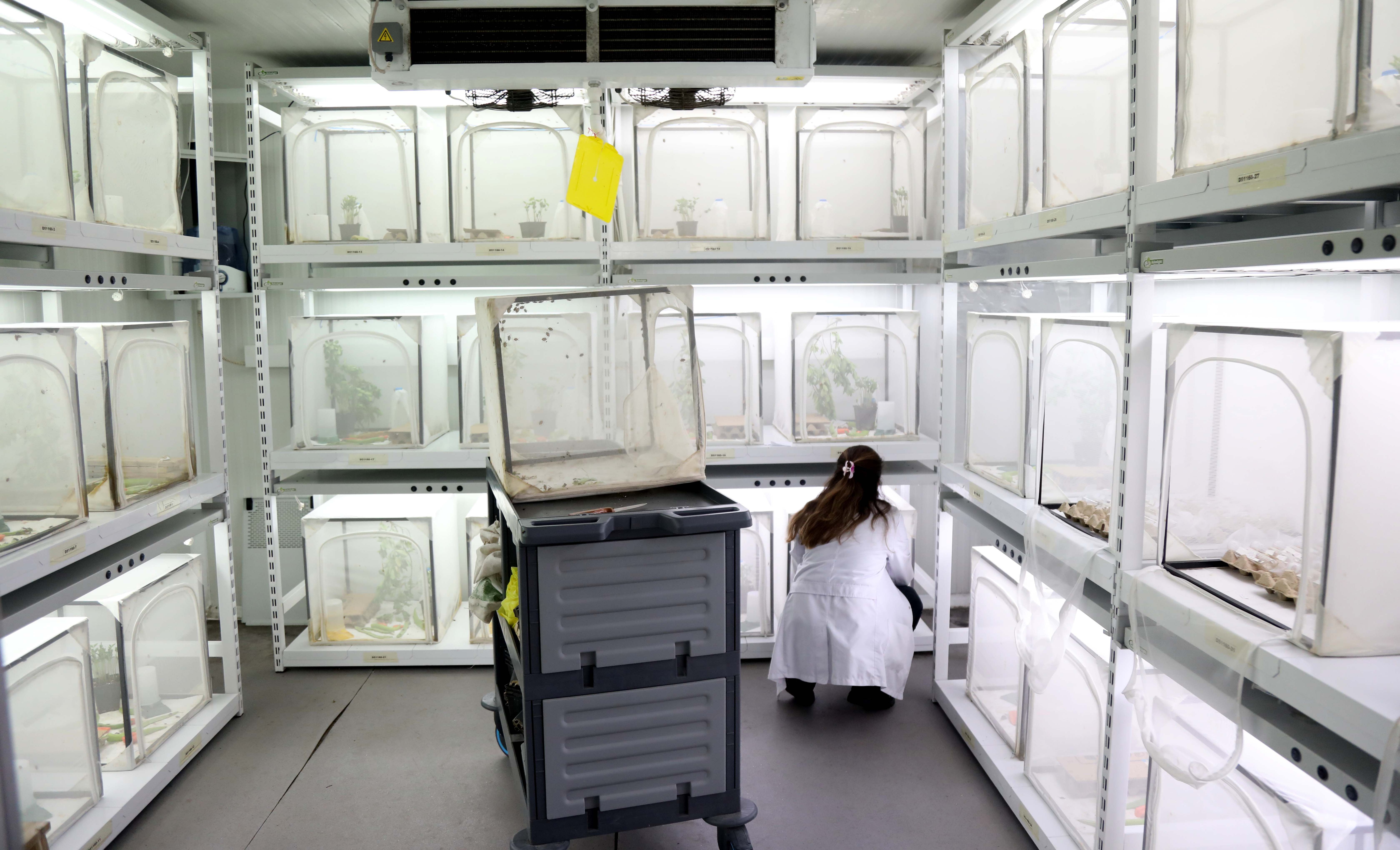 Samuray arısı kahverengi kokarcaya karşı! 150 bin tane daha geliyor - 1. Resim