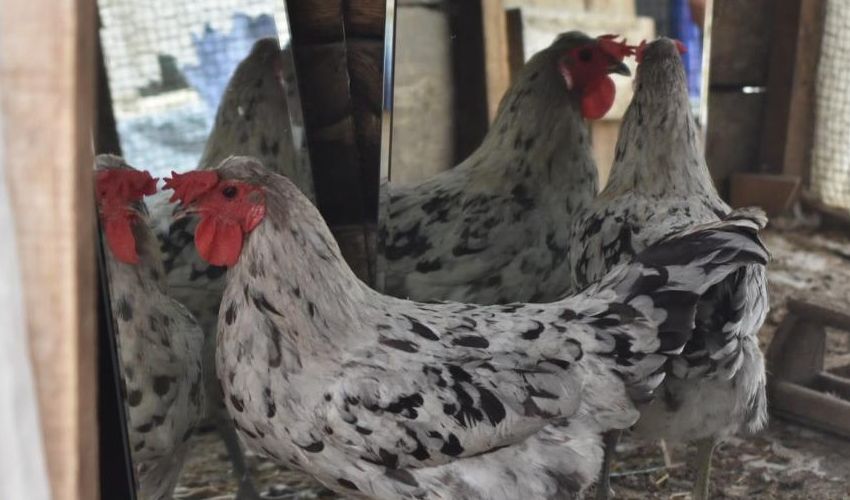 Türkiye’de benzeri yok! Sağ tarafı tavuk, sol tarafı horoz - 2. Resim