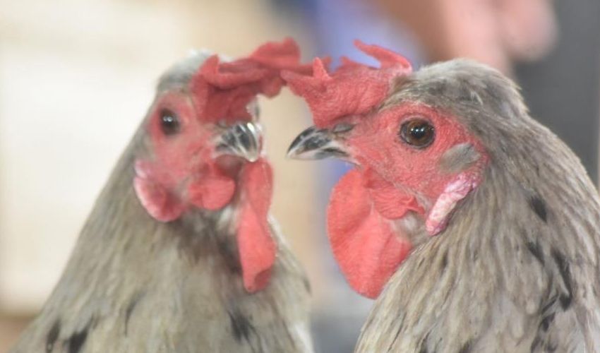 Türkiye’de benzeri yok! Sağ tarafı tavuk, sol tarafı horoz - 1. Resim