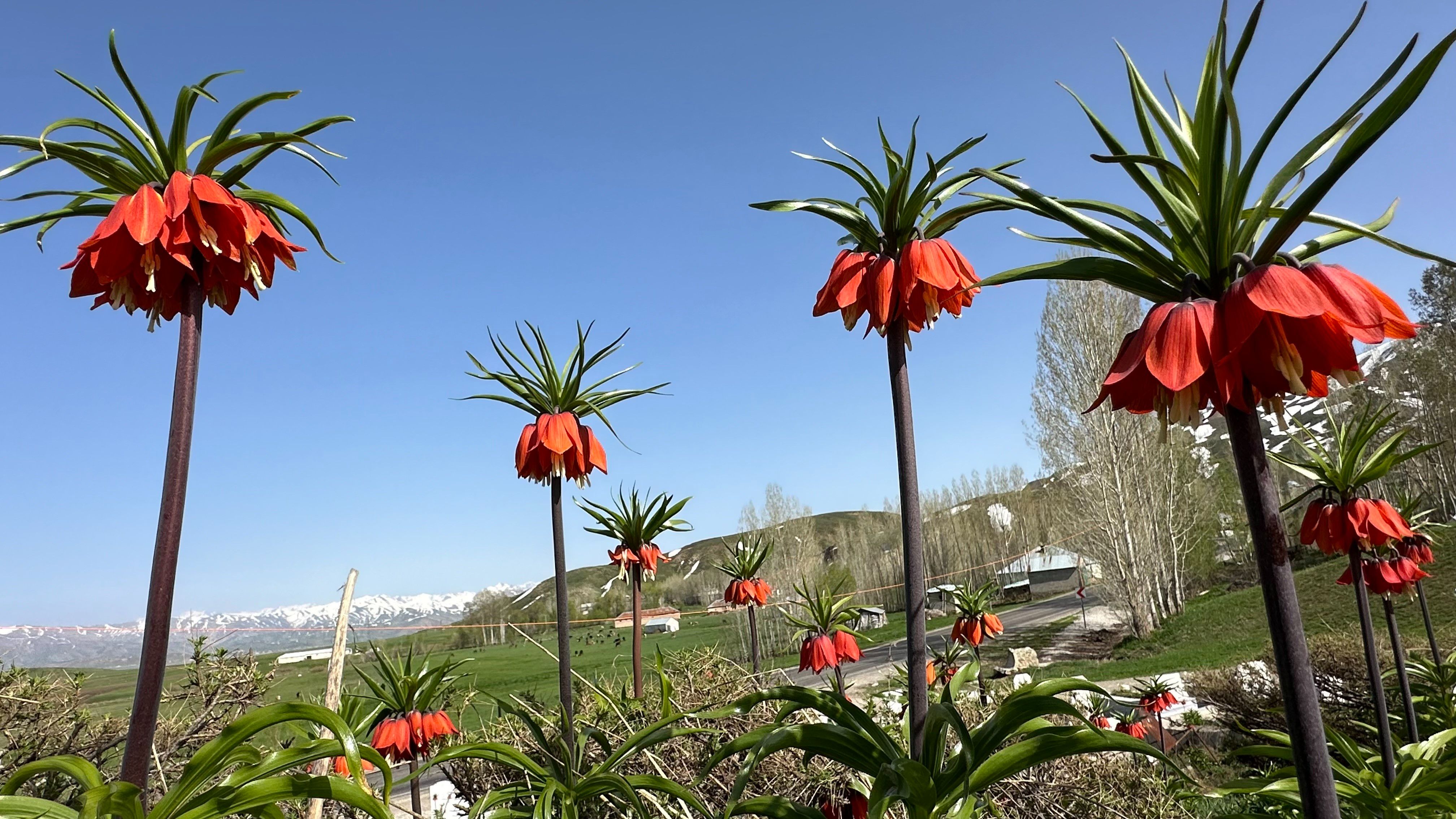 Yüksekova’nın kendine hayran bırakan laleleri açtı! - 2. Resim