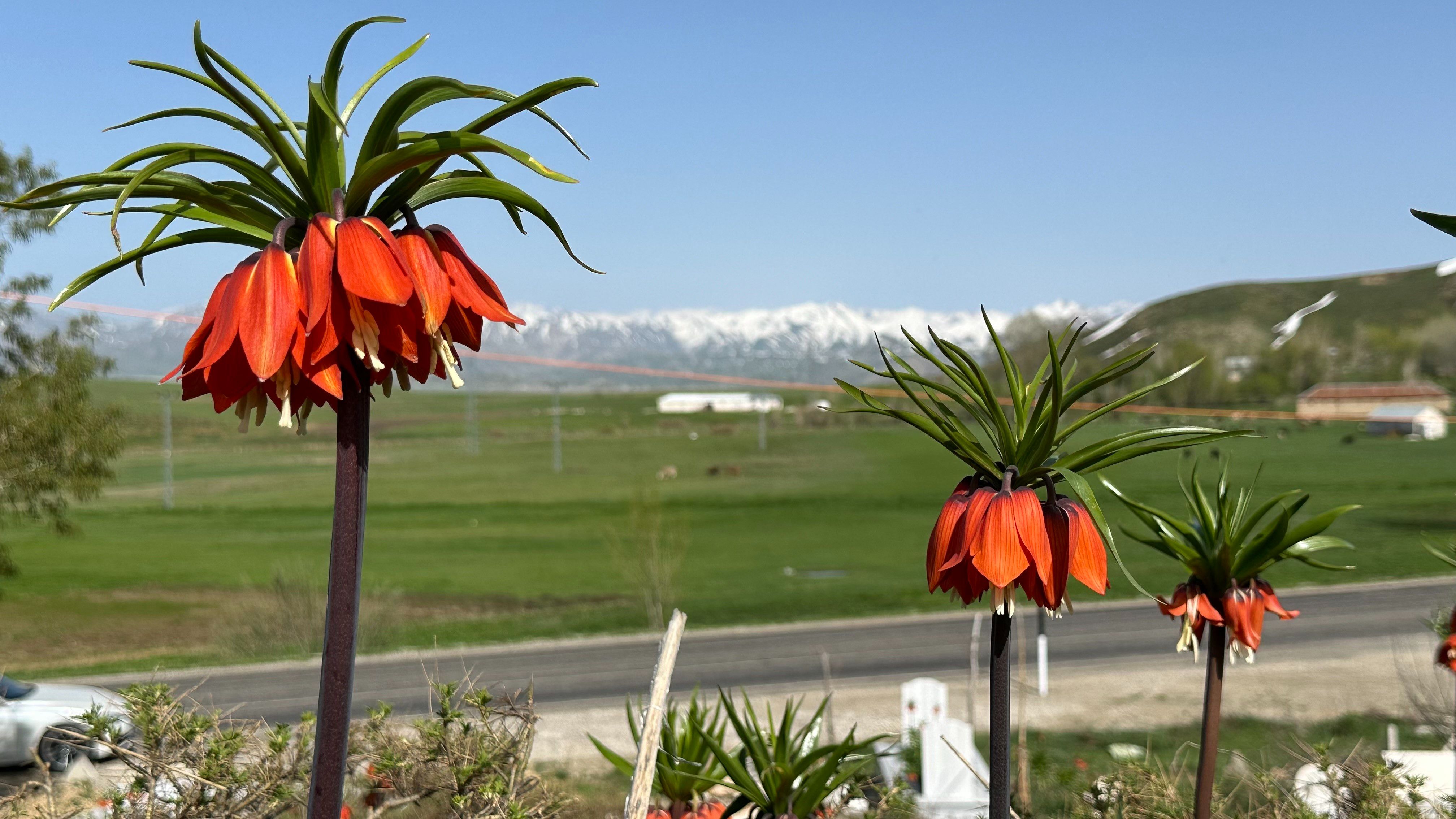 Yüksekova’nın kendine hayran bırakan laleleri açtı! - 1. Resim