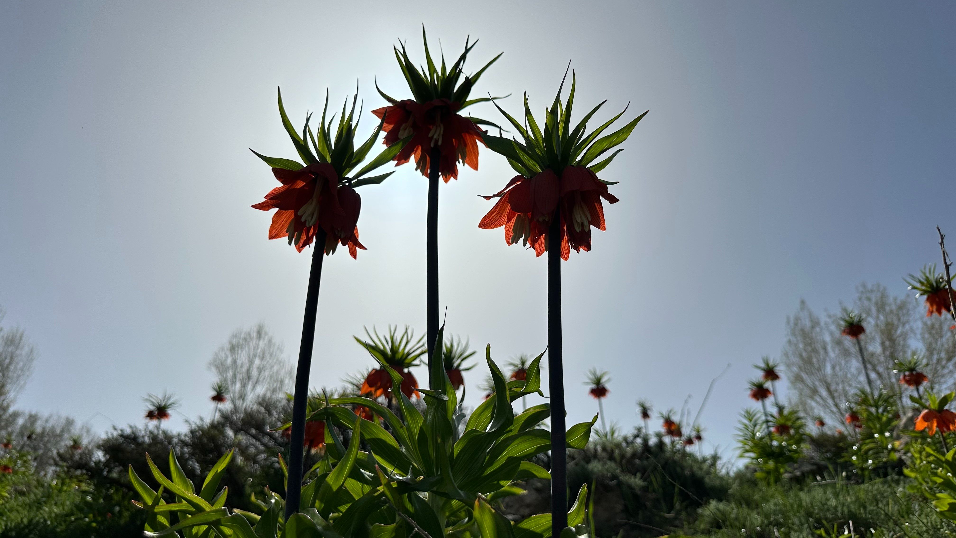 Yüksekova’nın kendine hayran bırakan laleleri açtı! - 3. Resim