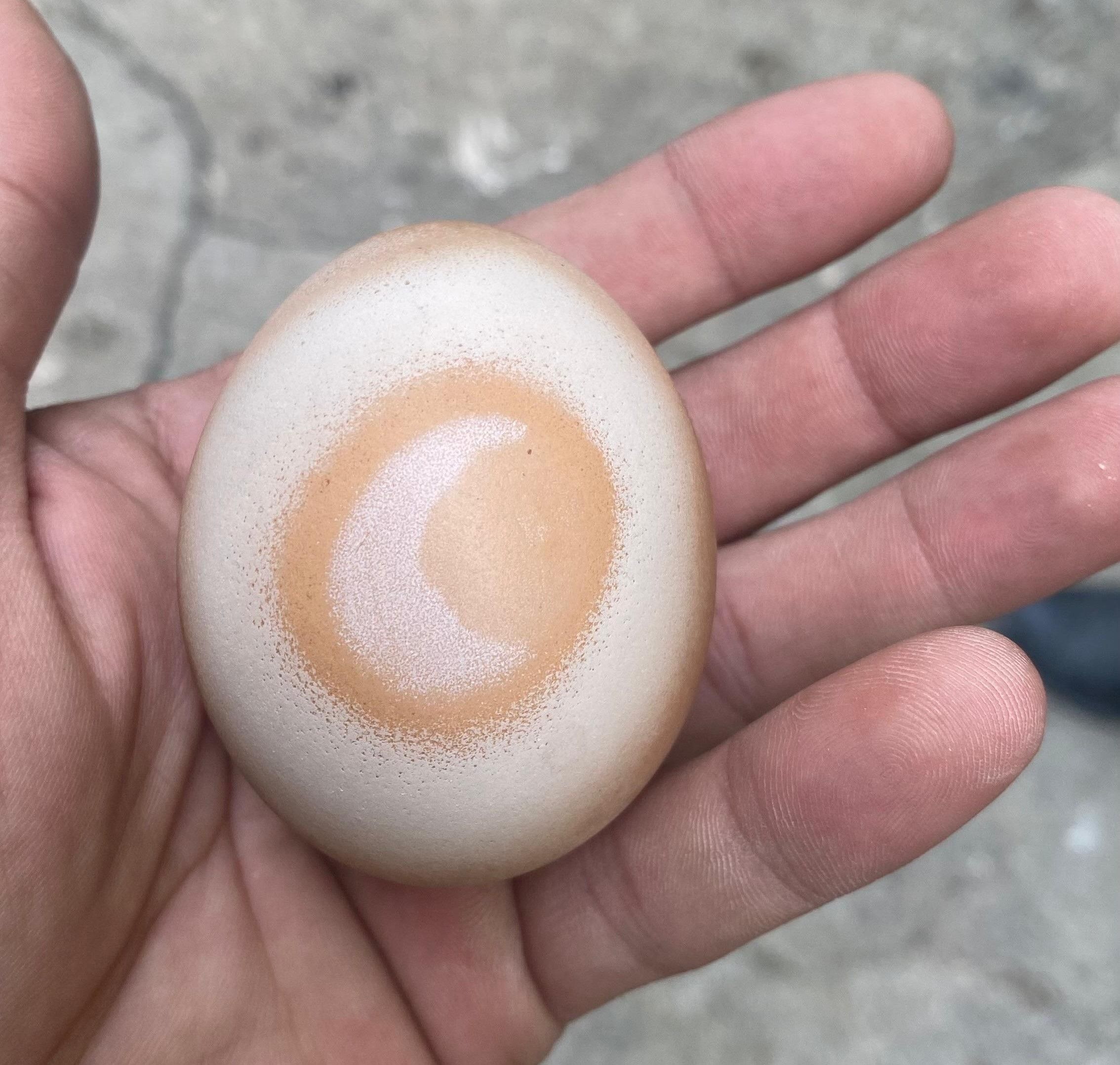 Daha önce böyle yumurta görmediniz! Bakan hayrete düşüyor - 1. Resim