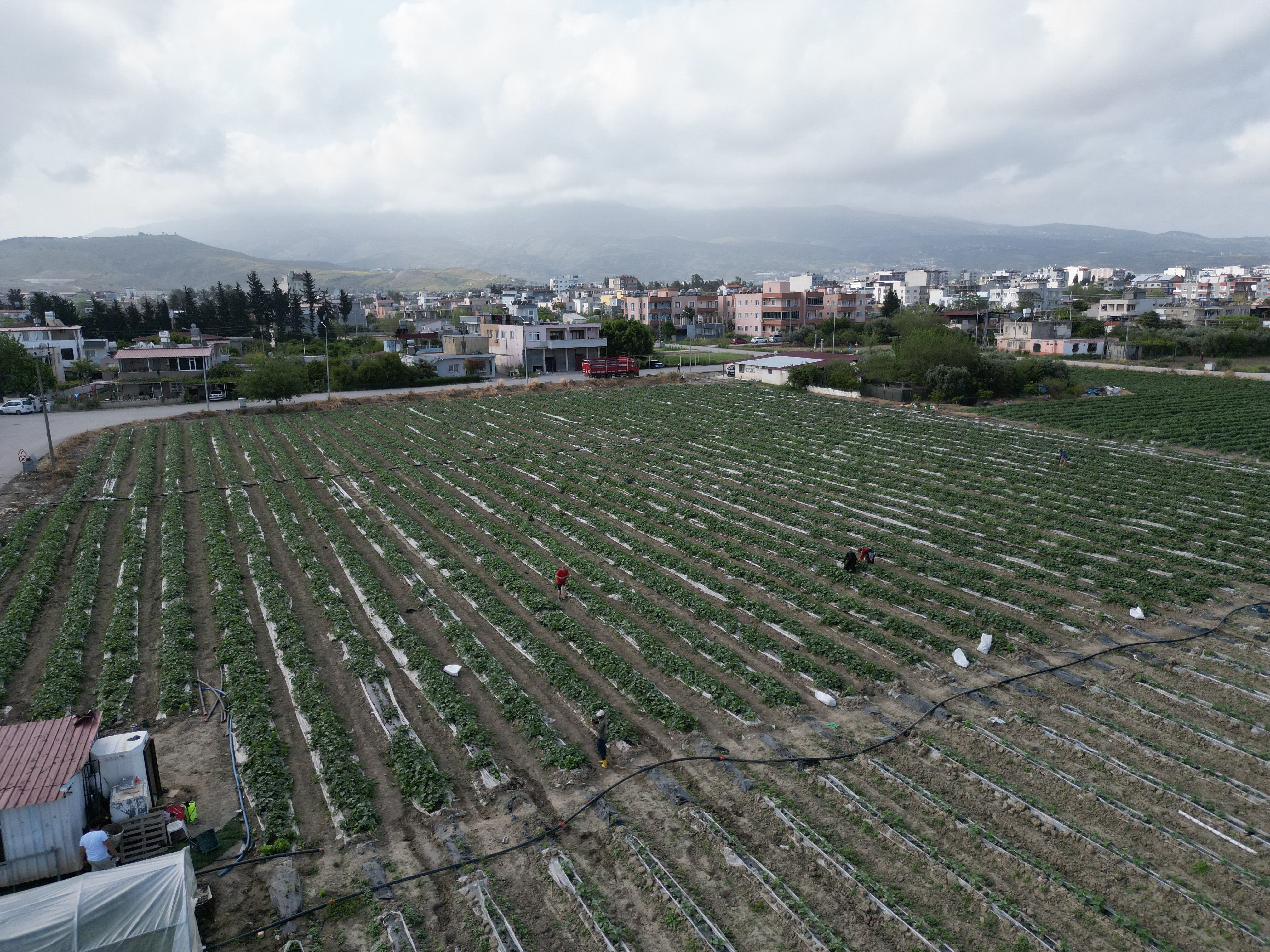 Hatay'da salatalık hasadı başladı! Tarlada kilosu 30 TL - 1. Resim
