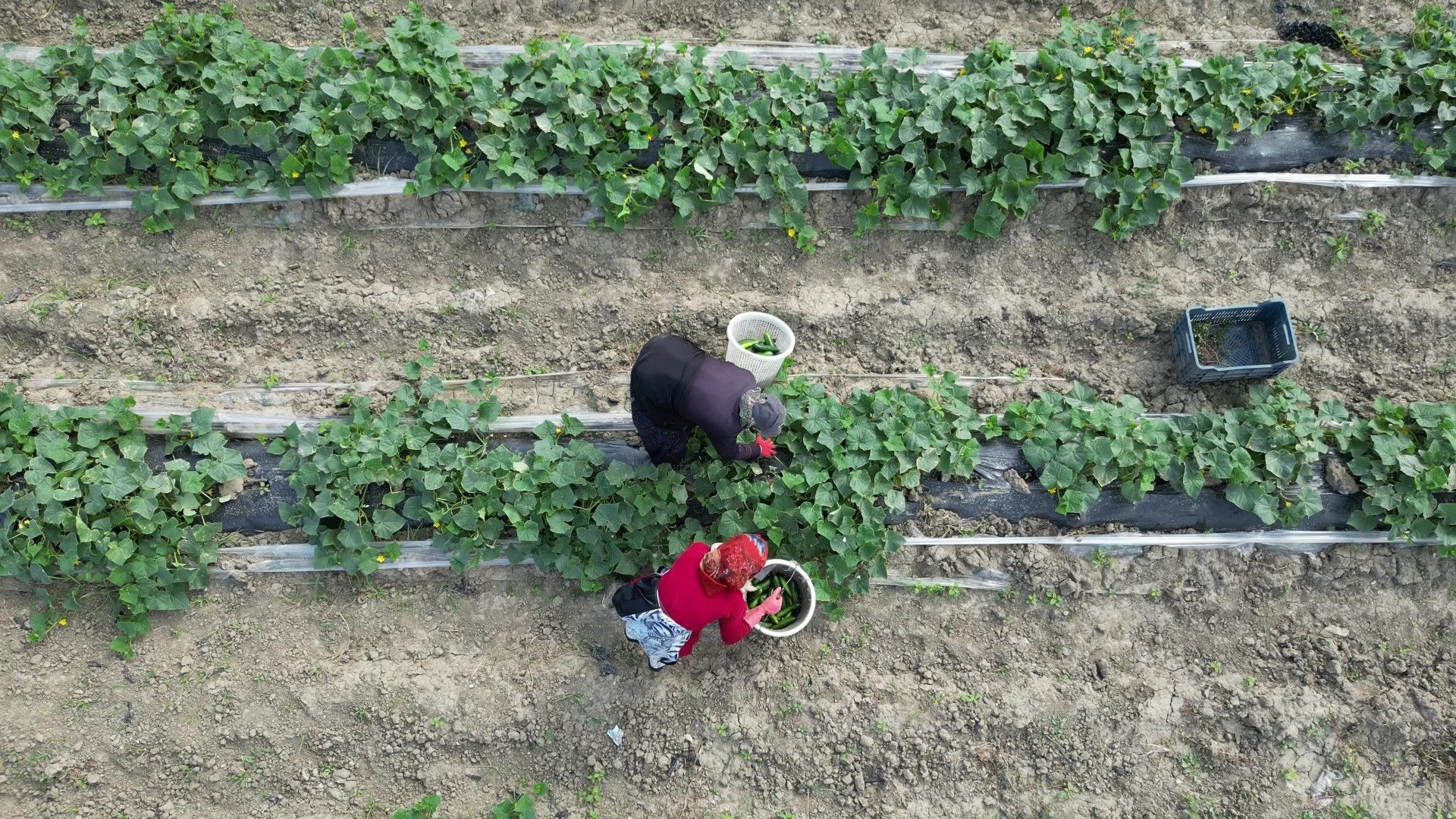 Hatay'da salatalık hasadı başladı! Tarlada kilosu 30 TL - 2. Resim