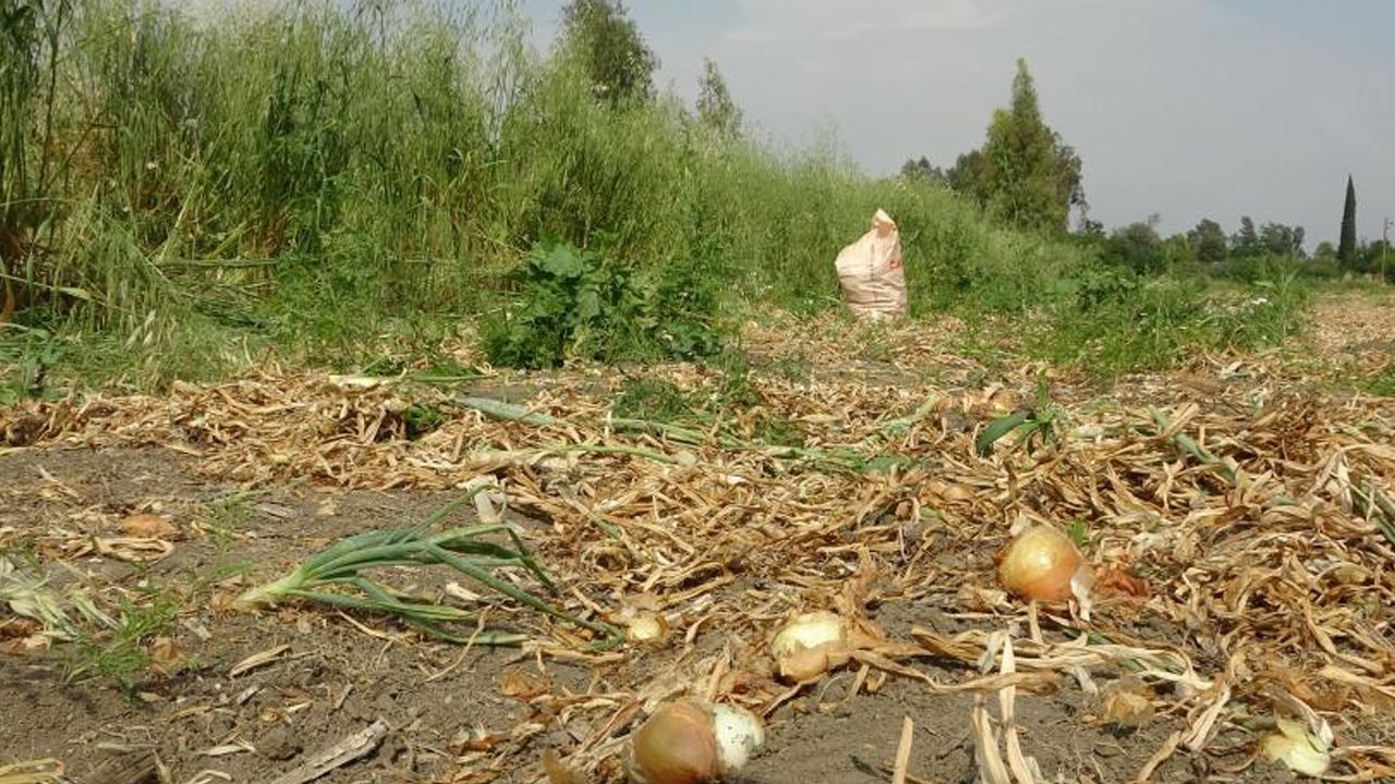 Adana'da başıboş köpek terörü! Yaşlı kadın feci şekilde hayatını kaybetti - 2. Resim