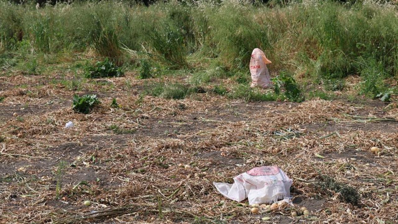 Adana'da başıboş köpek terörü! Yaşlı kadın feci şekilde hayatını kaybetti - 3. Resim