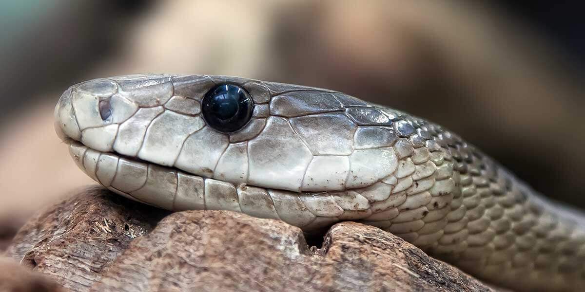 Tabiat bozuldu yılanlar çoğaldı! Küresel ısınmayla sayıları hızla artıyor  - 3. Resim