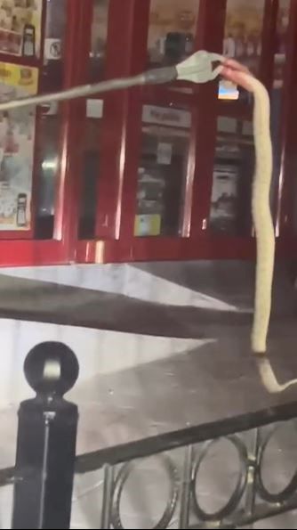 Tabiat bozuldu yılanlar çoğaldı! Küresel ısınmayla sayıları hızla artıyor  - 5. Resim