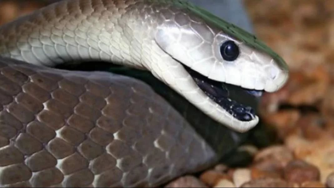 Tabiat bozuldu yılanlar çoğaldı! Küresel ısınmayla sayıları hızla artıyor  - 2. Resim