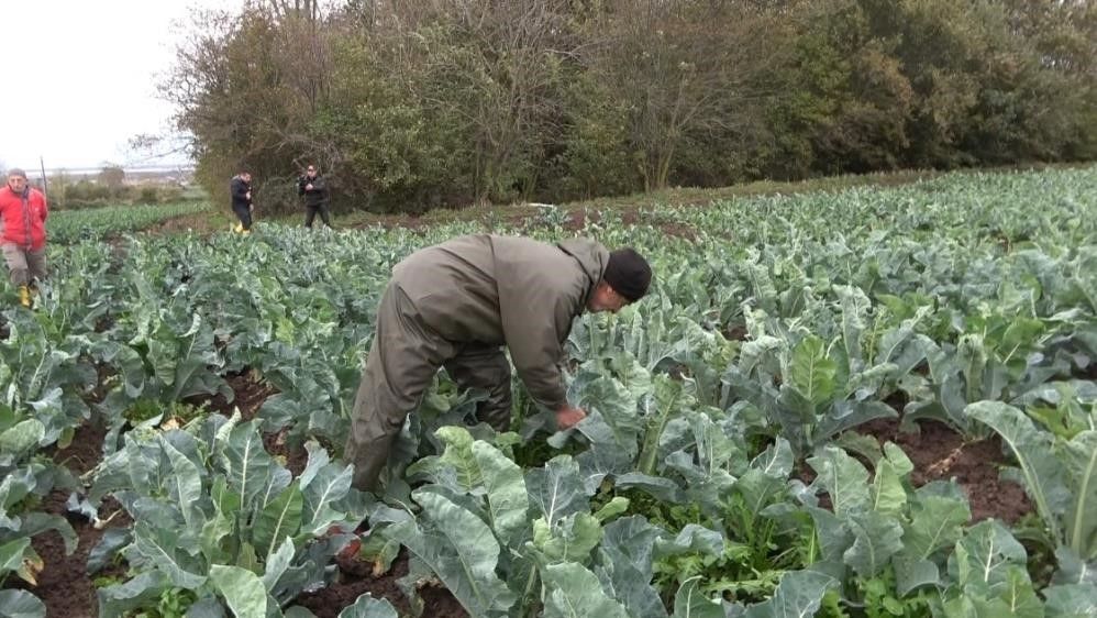 Türkiye'de en çok kenevir üretilen ilimiz neresi? Zirvenin sahibi Karadeniz'den - 3. Resim