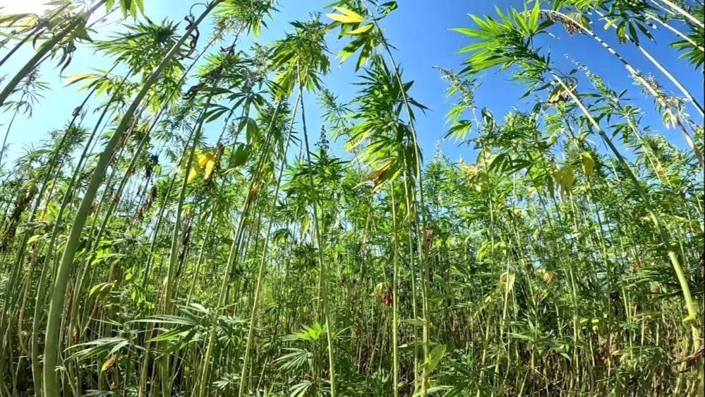 Türkiye'de en çok kenevir üretilen ilimiz neresi? Zirvenin sahibi Karadeniz'den - 2. Resim