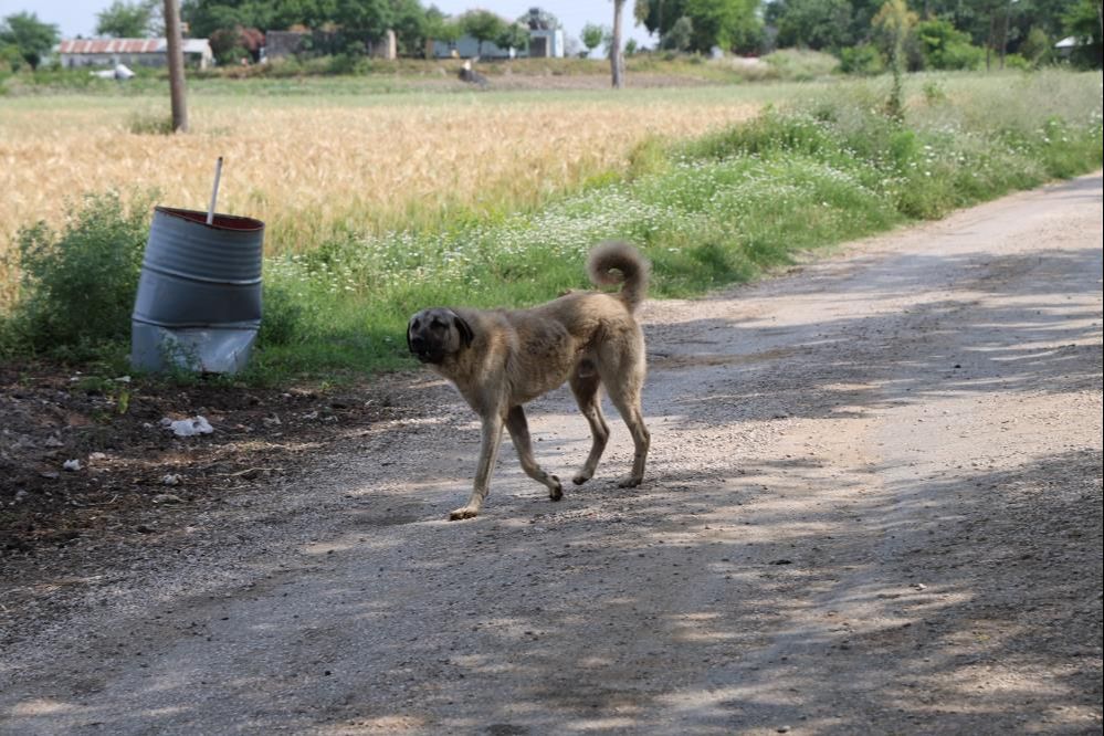 Son kurban Şerife nine oldu! Dehşet durdurulamadan yayılıyor - 1. Resim
