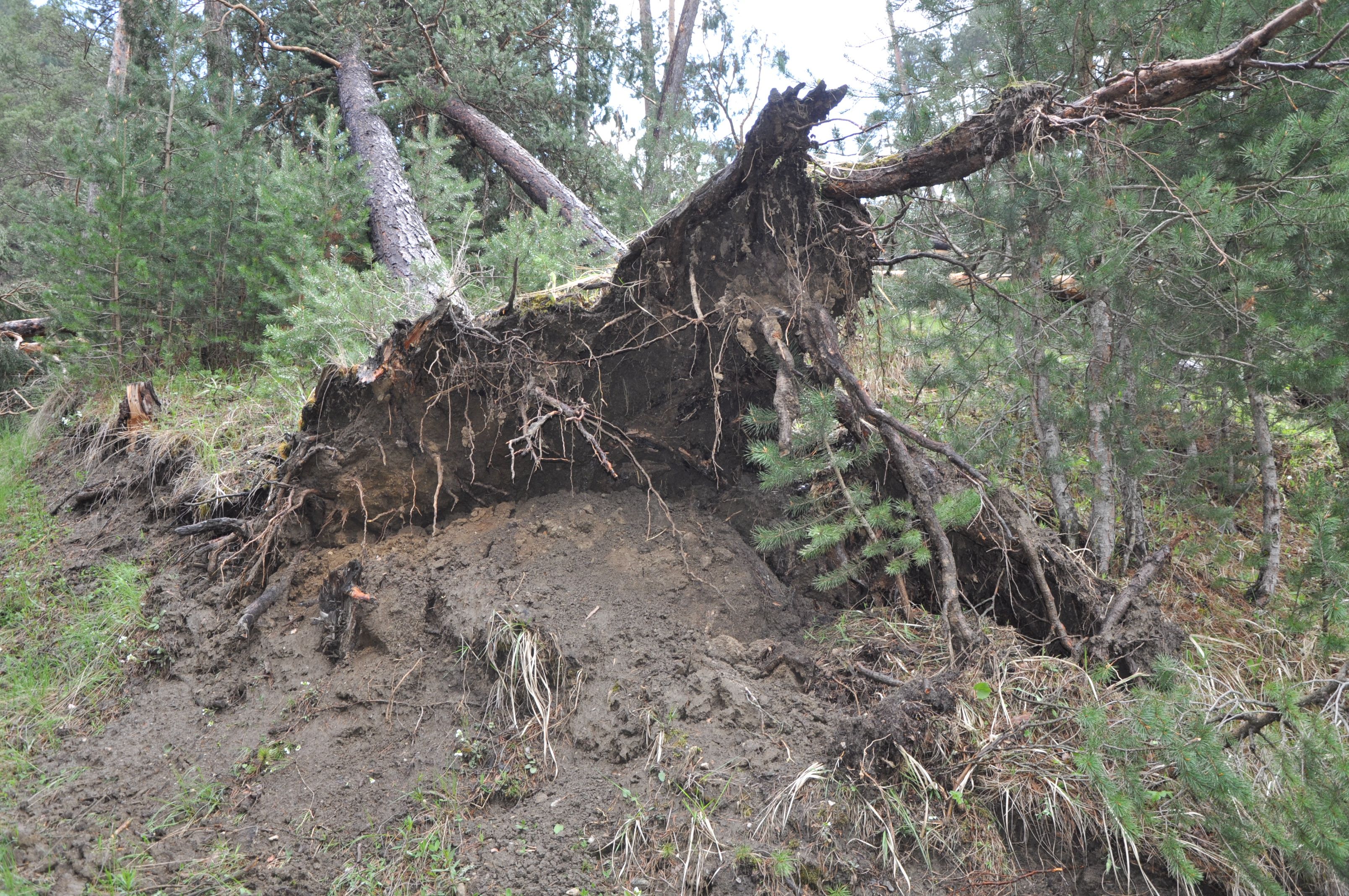 Yer: Sivas! Daha önce böylesini görmediler, ormana giden dehşete düştü - 3. Resim