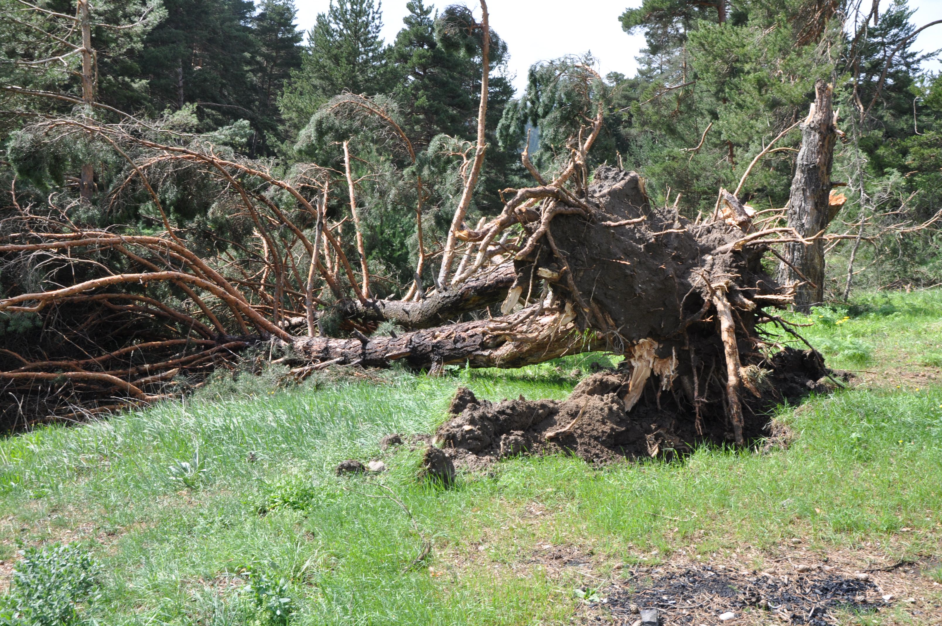 Yer: Sivas! Daha önce böylesini görmediler, ormana giden dehşete düştü - 1. Resim