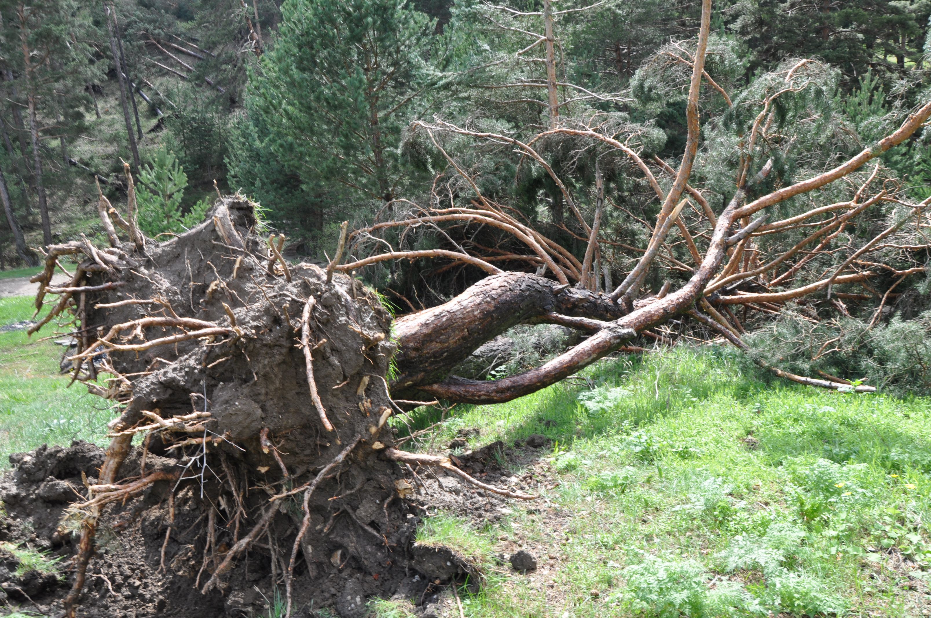 Yer: Sivas! Daha önce böylesini görmediler, ormana giden dehşete düştü - 2. Resim