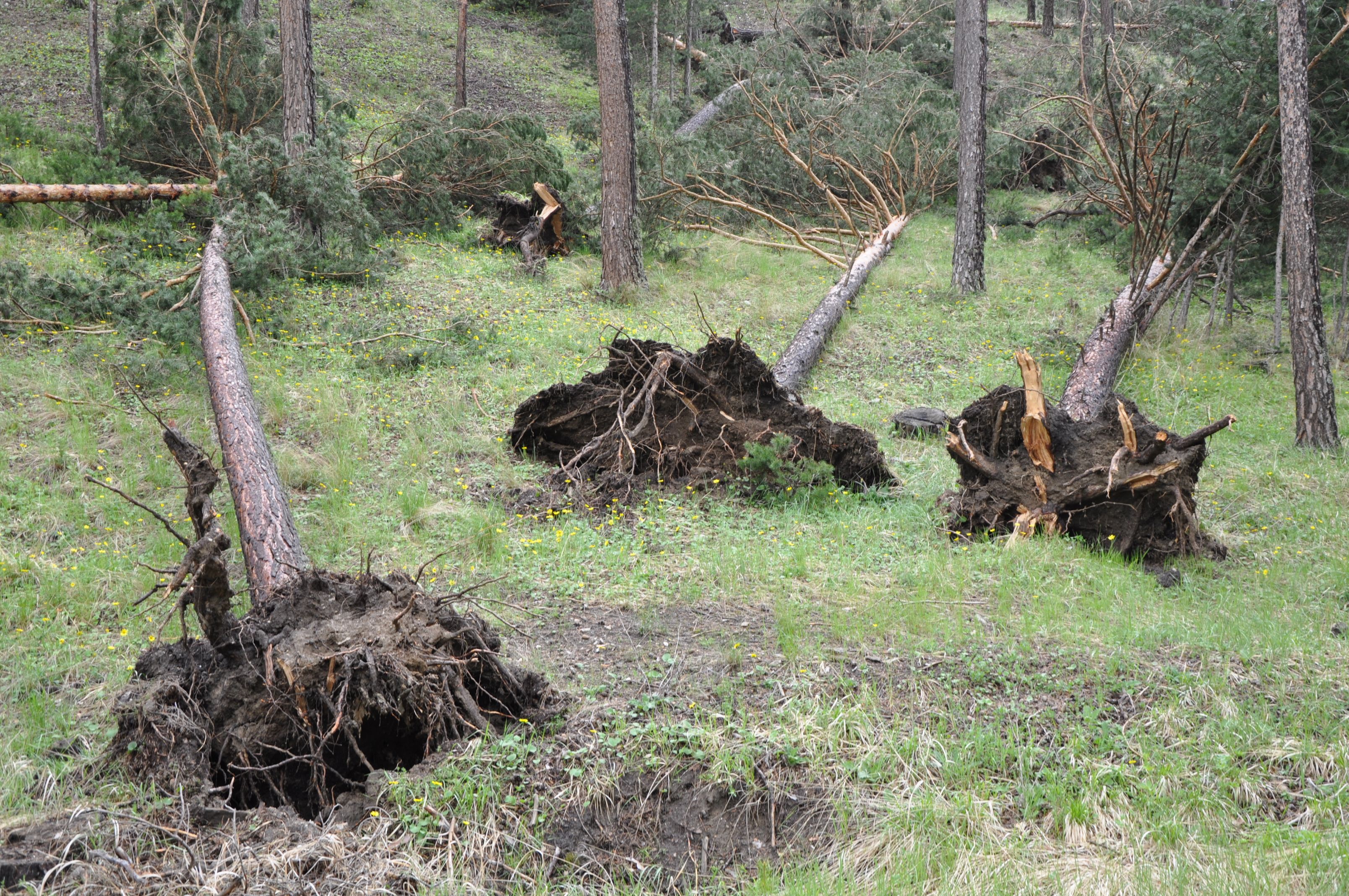 Yer: Sivas! Daha önce böylesini görmediler, ormana giden dehşete düştü - 4. Resim