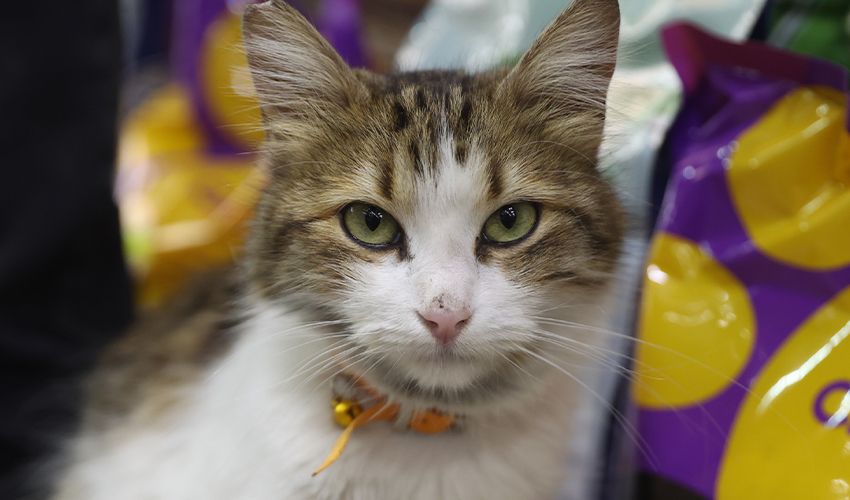 ‘Adını Yedi Bela Hüsnü koyduk!’ Yoldan geçenlerin korkulu rüyası, saldırganlığı ile nam saldı ‘Adını Yedi Bela Hüsnü koyduk!’ Yoldan geçenlerin korkulu rüyası, saldırganlığı ile nam saldı - 2. Resim