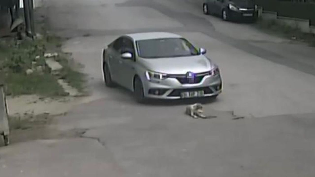 Sakarya'da insanlıktan utandıran g&ouml;r&uuml;nt&uuml;ler! - 1. Resim