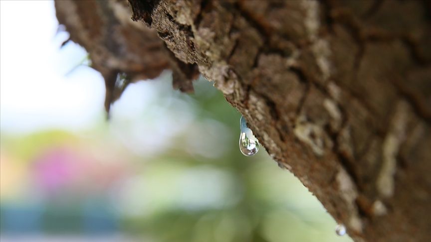 "Çeşme damla sakızı" coğrafi işaretle tescillendi "Çeşme damla sakızı" coğrafi işaretle tescillendi - 1. Resim