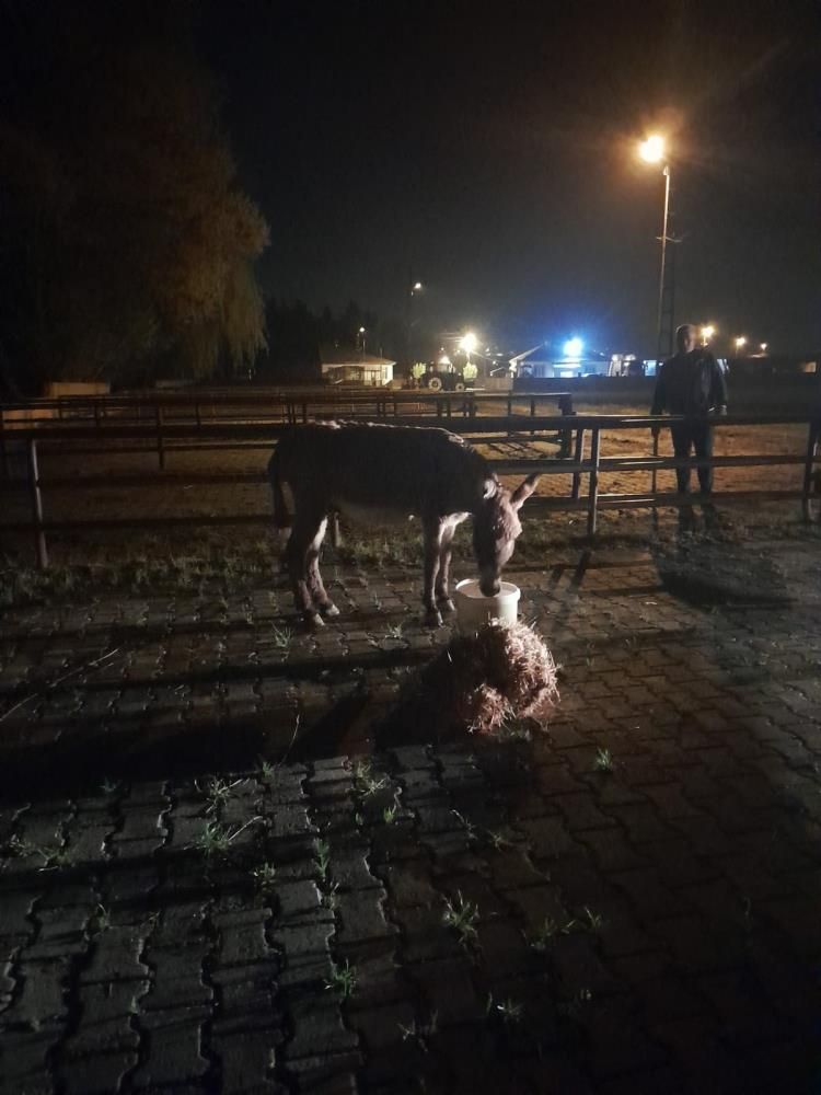 İki kişi canından oluyordu! Birine köpek saldırdı, diğerini eşek ısırdı - 1. Resim