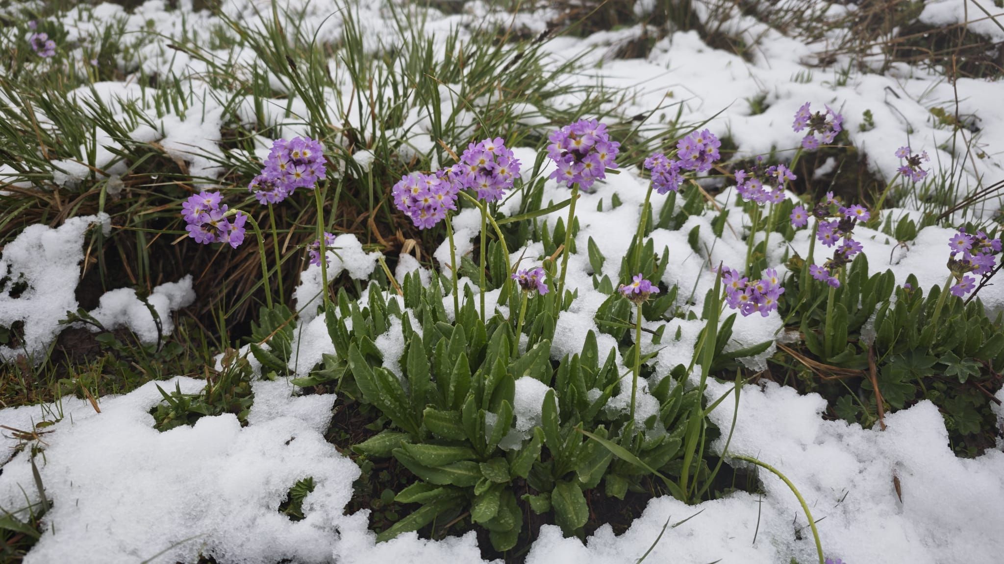 Türkiye mayıs ayında beyaza büründü! - 3. Resim