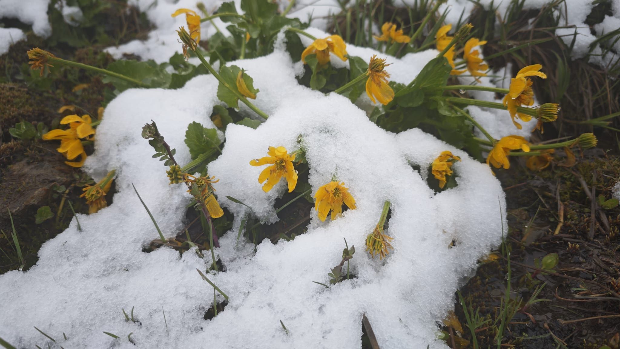 Türkiye mayıs ayında beyaza büründü! - 4. Resim