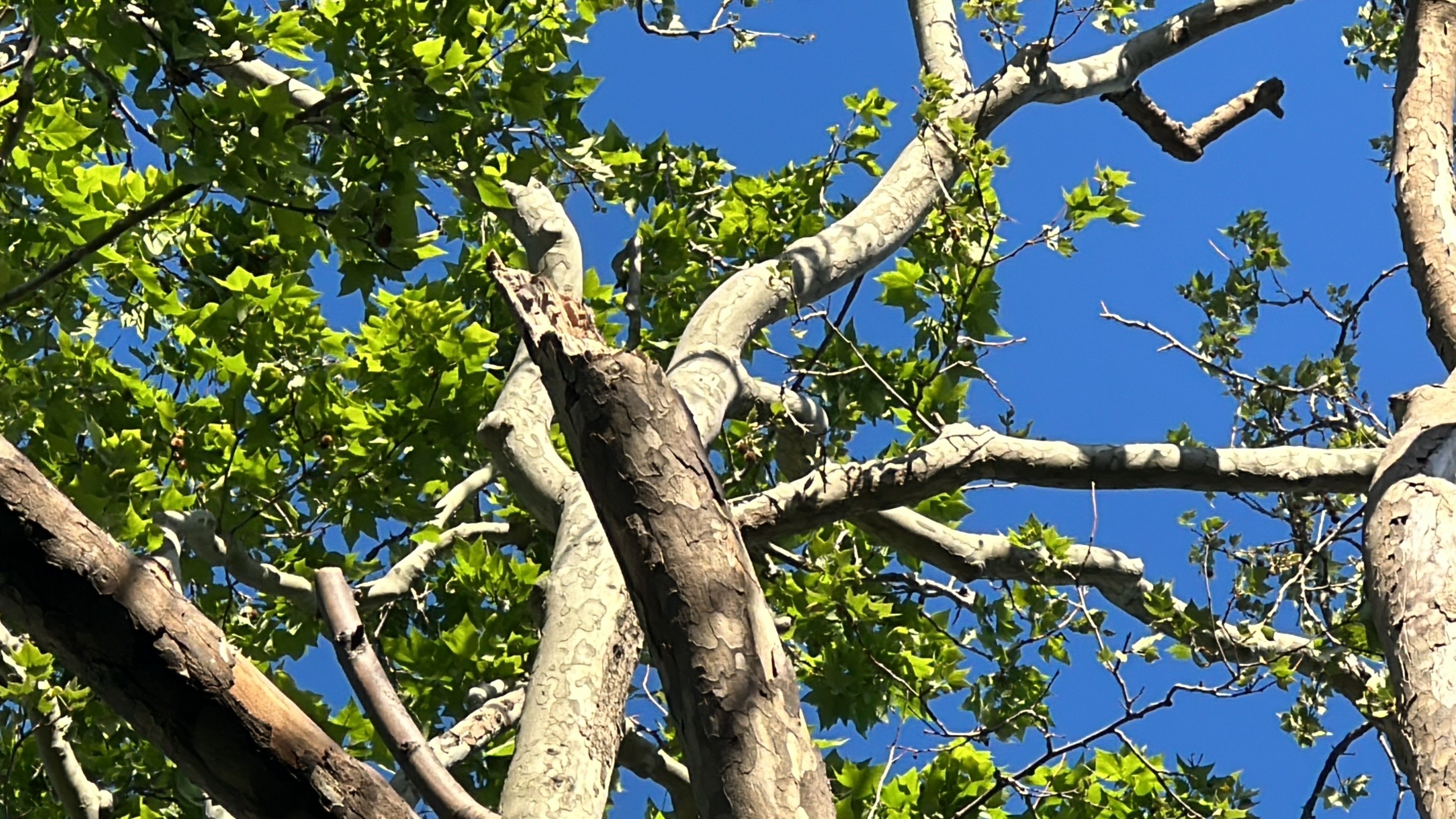Adres: Gezi Parkı... Kadının başına gelene duyanlar inanamadı, sebebi ise şaşırttı - 1. Resim