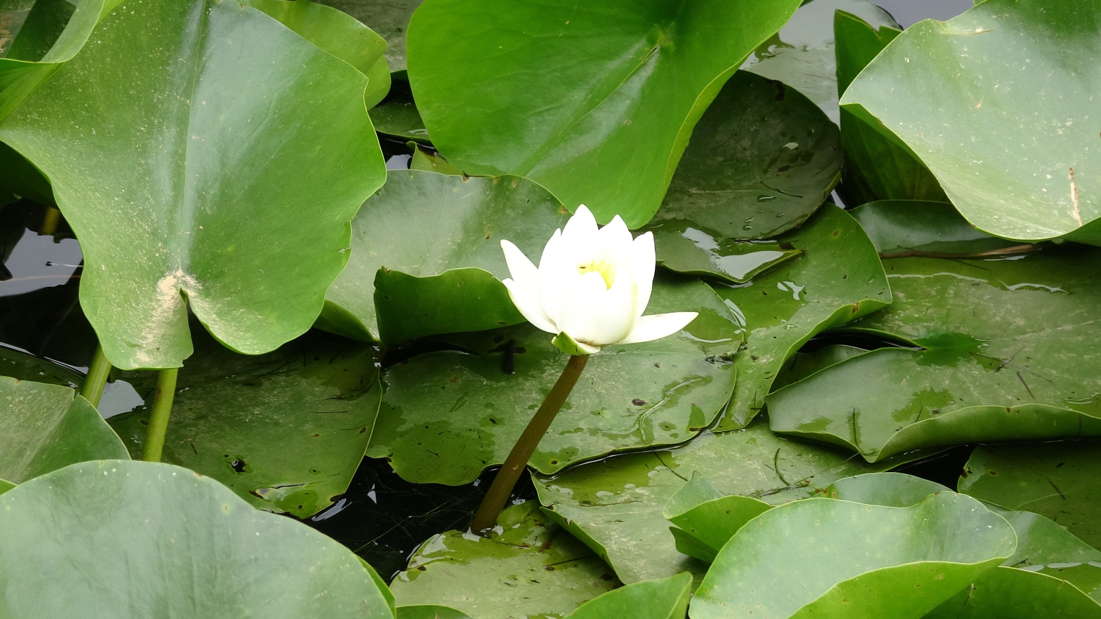 Dokunan yanar! Bu çiçeği koparmanın cezası cep yakıyor - 2. Resim