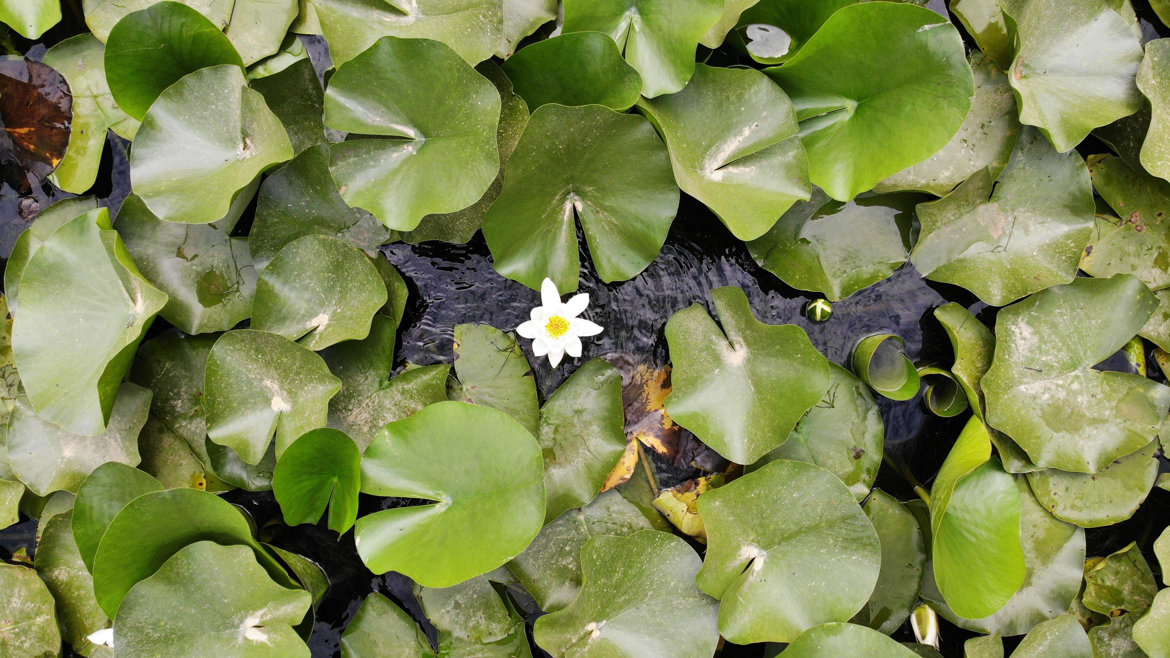 Dokunan yanar! Bu çiçeği koparmanın cezası cep yakıyor - 1. Resim