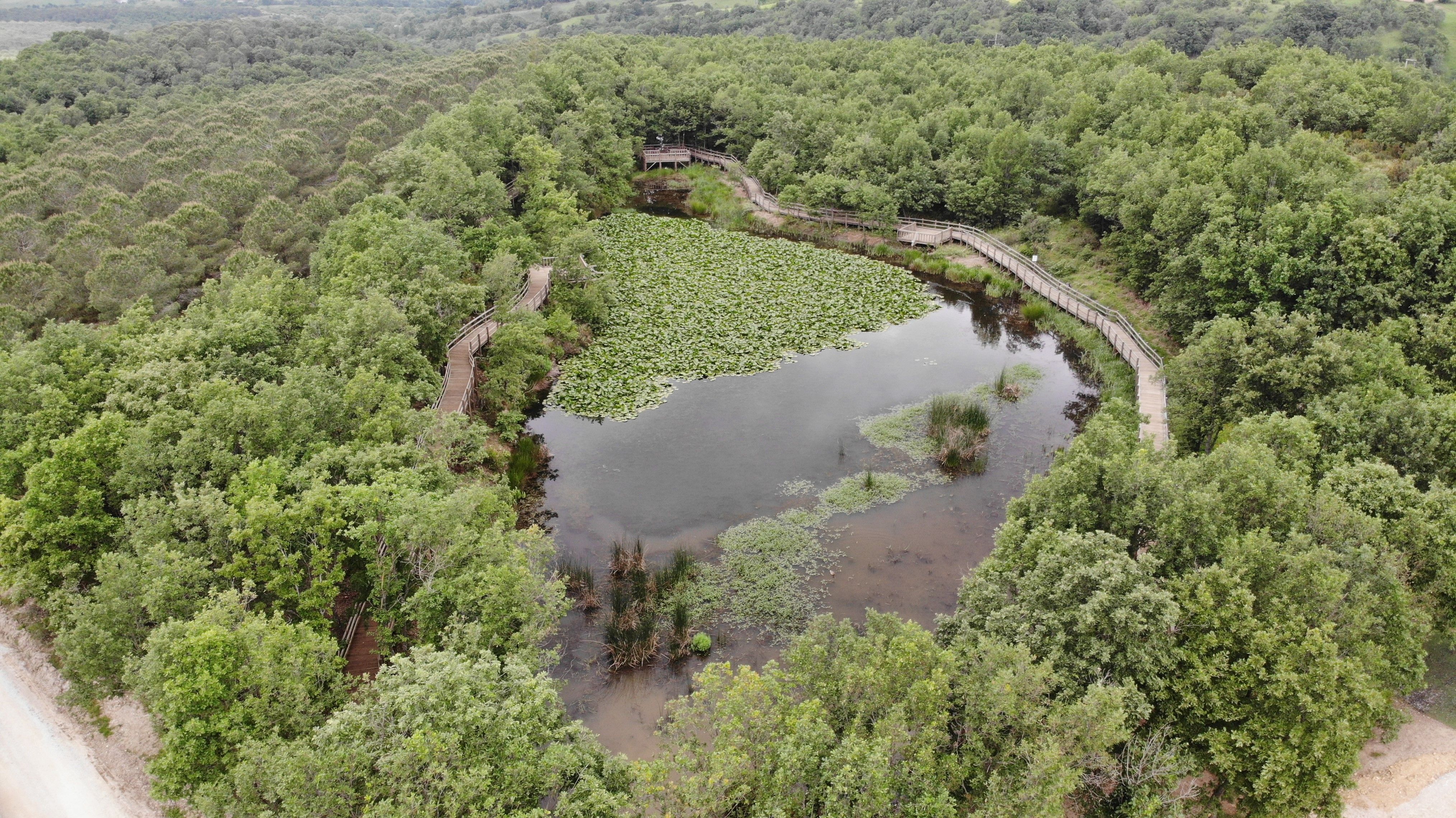 Dokunan yanar! Bu çiçeği koparmanın cezası cep yakıyor - 3. Resim