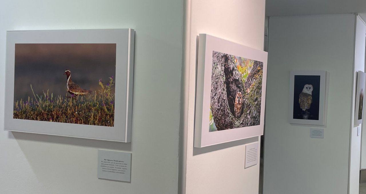 Fotoğraflarıyla Türkiye'nin fark edilemeyen kuşlarına dikkat çekiyor! - 1. Resim