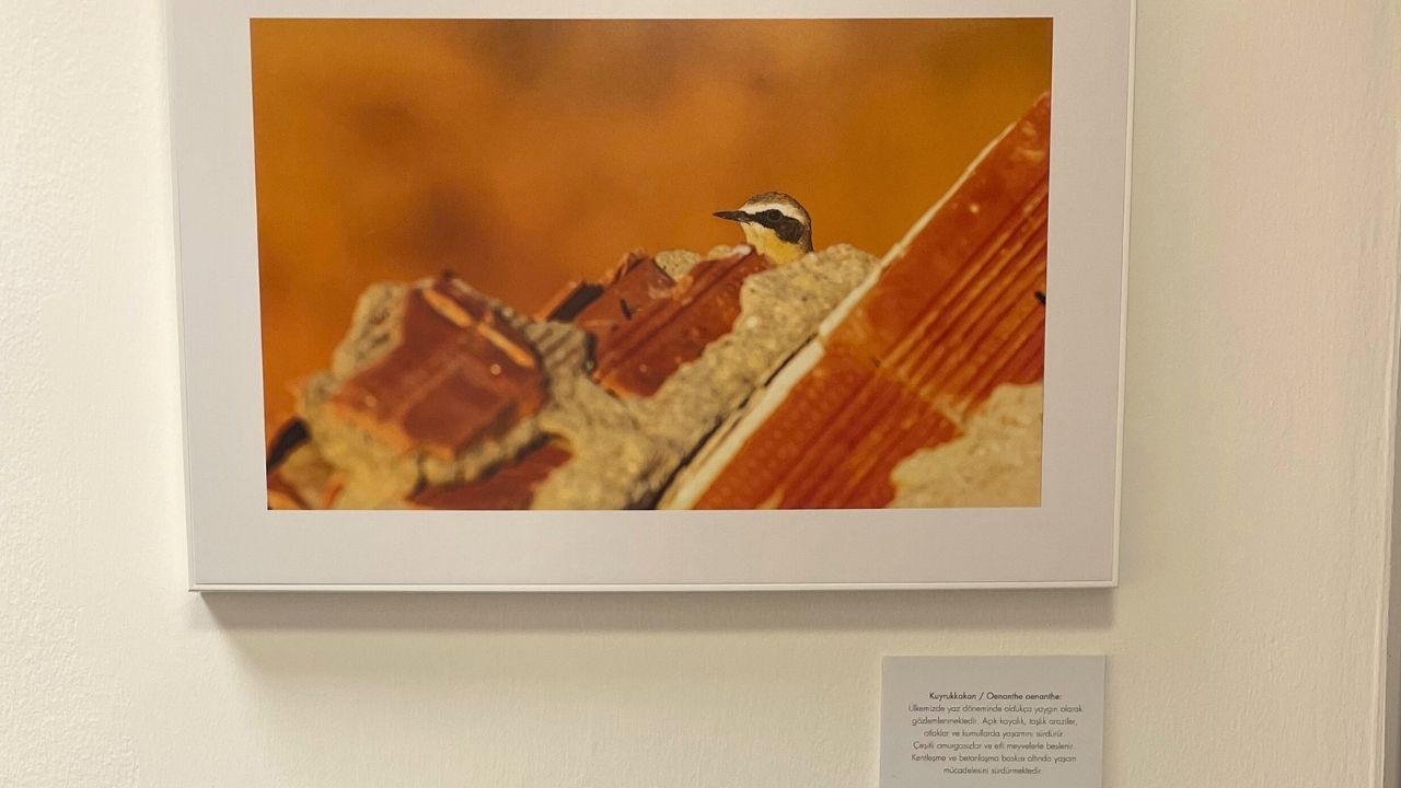 Fotoğraflarıyla Türkiye'nin fark edilemeyen kuşlarına dikkat çekiyor! - 2. Resim