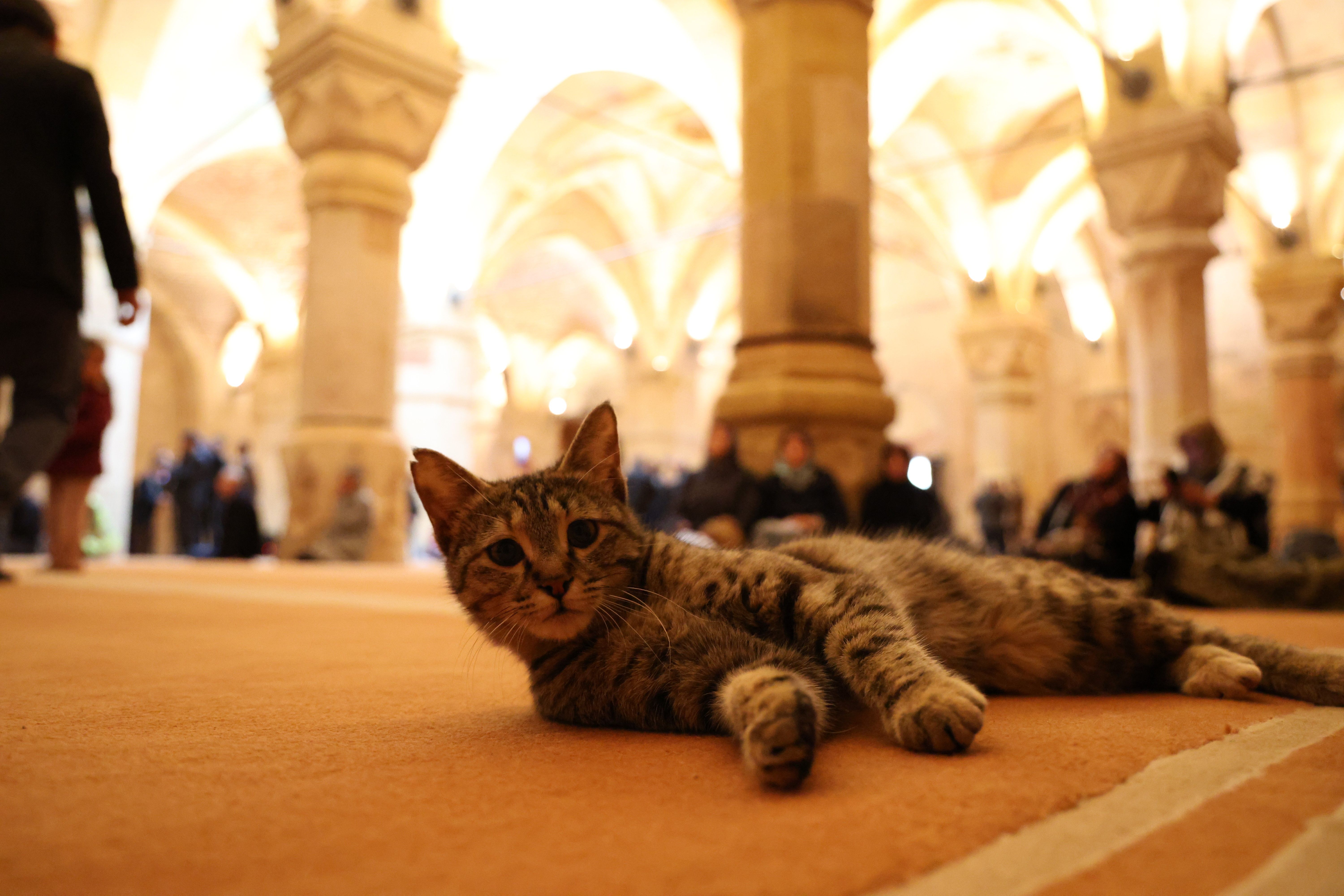 Tam 9 yıldır bakımı yapılıyordu! Divriği Ulu Cami açıldı - 2. Resim