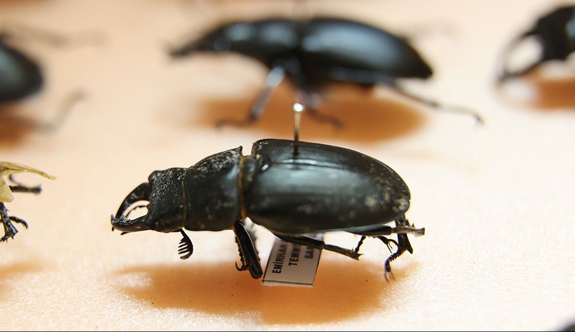 Tarımda yepyeni bir çağ başlıyor! Zararlıları önceden tespit etmek artık mümkün! - 3. Resim