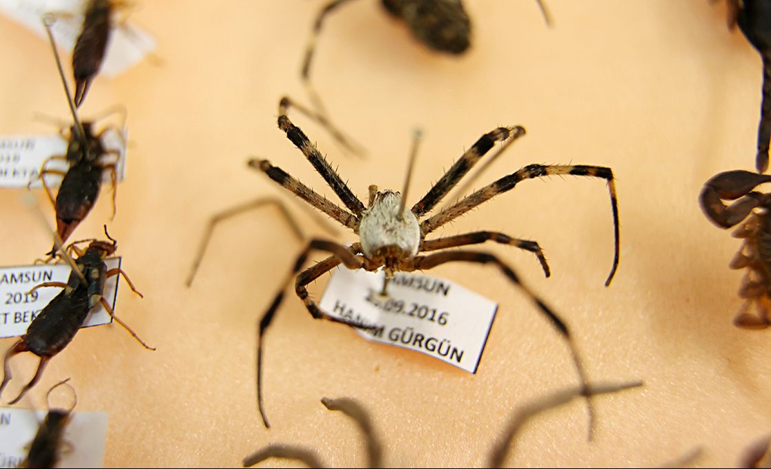 Tarımda yepyeni bir çağ başlıyor! Zararlıları önceden tespit etmek artık mümkün! - 1. Resim