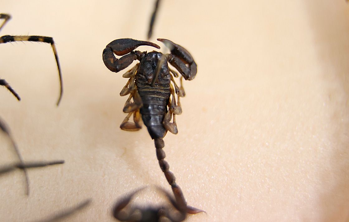 Tarımda yepyeni bir çağ başlıyor! Zararlıları önceden tespit etmek artık mümkün! - 2. Resim