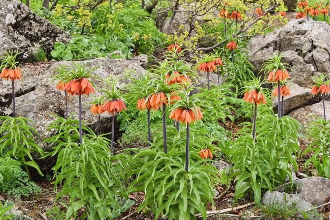 'Ağlayan gelin' ve 'hüzün çiçeği'ni koparan yandı! Cezası dudak uçuklatıyor 'Ağlayan gelin' ve 'hüzün çiçeği'ni koparan yandı! Cezası dudak uçuklatıyor - 4. Resim