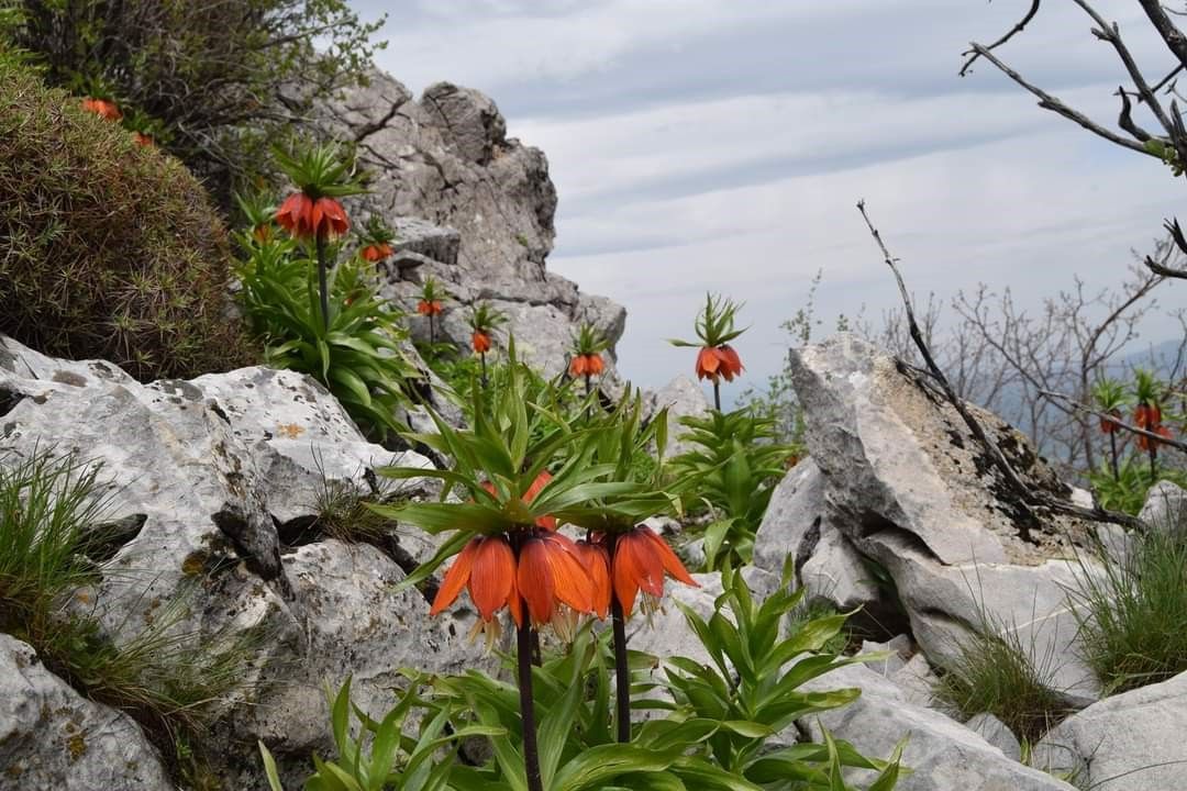 'Ağlayan gelin' ve 'hüzün çiçeği'ni koparan yandı! Cezası dudak uçuklatıyor 'Ağlayan gelin' ve 'hüzün çiçeği'ni koparan yandı! Cezası dudak uçuklatıyor - 2. Resim