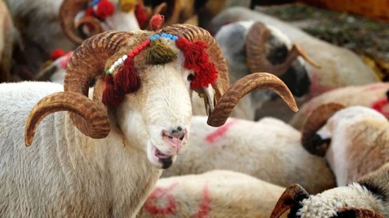 Kurbanlıklar ne kadar? Fiyatlar il il değişiyor, rakam 300 bin liraya kadar çıkıyor - 2. Resim