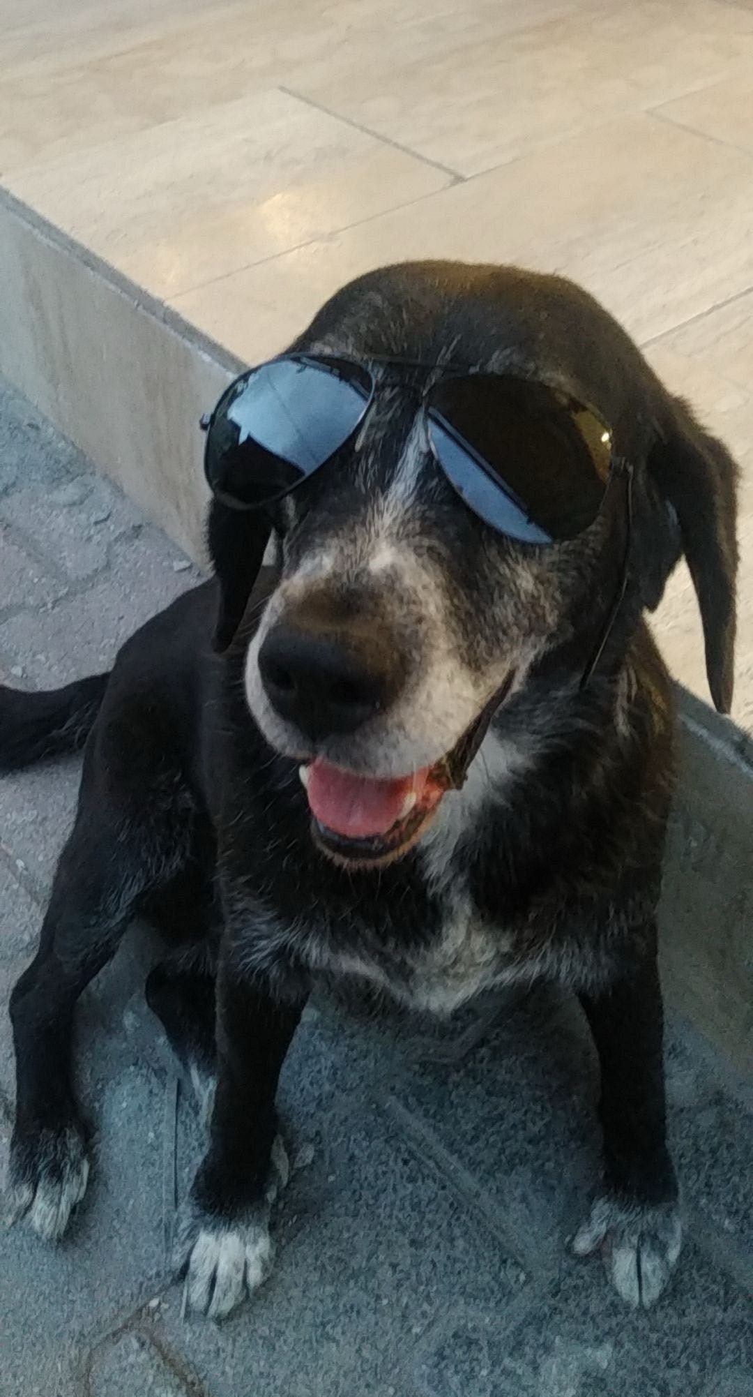 Böyle umursamazlık görülmedi! Köpeği ezerek metrelerce sürükledi: O anlar kamerada - 3. Resim