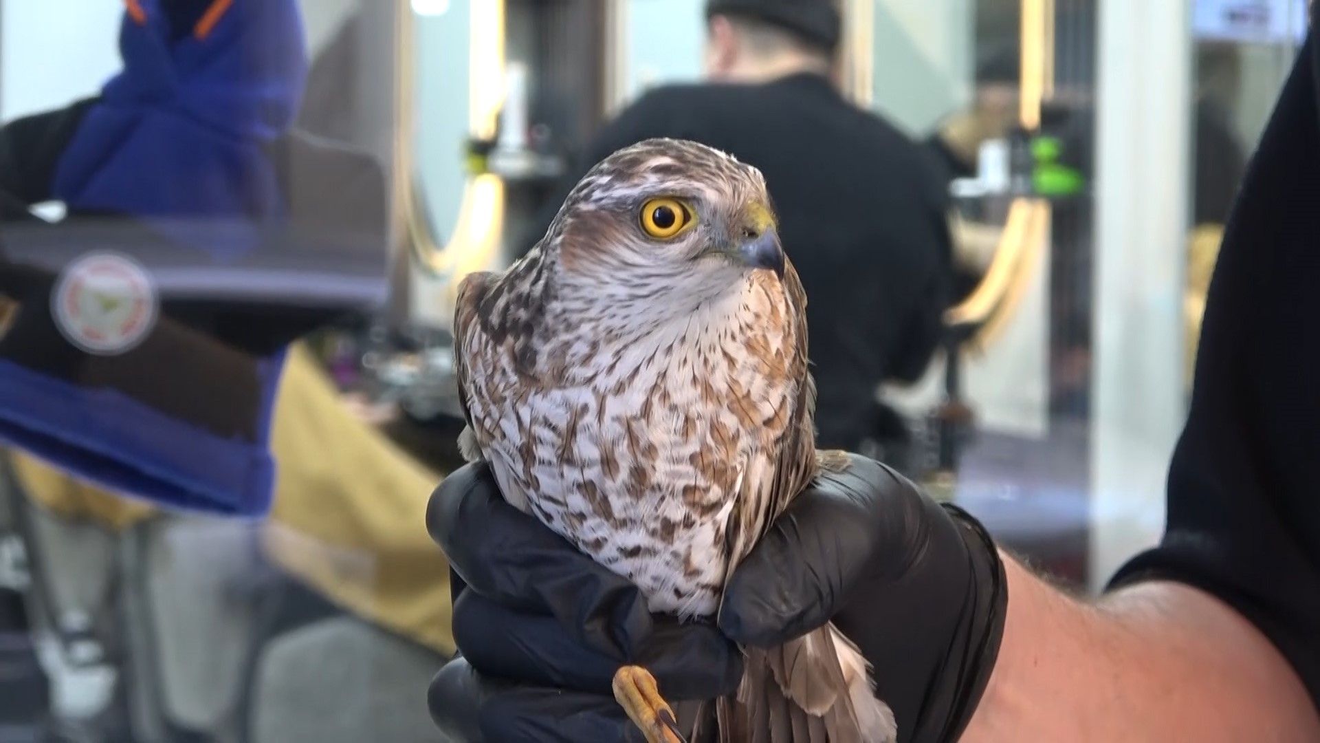 Ava giderken avlandı! Yavru atmaca kuaföre çarptı, dükkanın maskotu oldu - 1. Resim