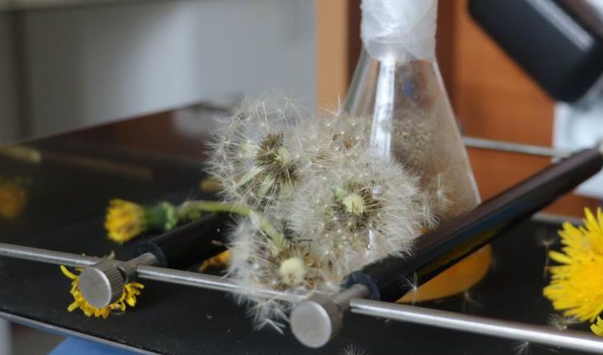 Güçlü kemiklere doğal reçete! ‘Halk ilacı’ olarak biliniyor, faydaları say say bitmiyor - 1. Resim