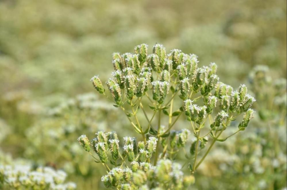 Kekik üreticisi para kazanamamaktan dertli! Üretimden vazgeçiyorlar - 1. Resim