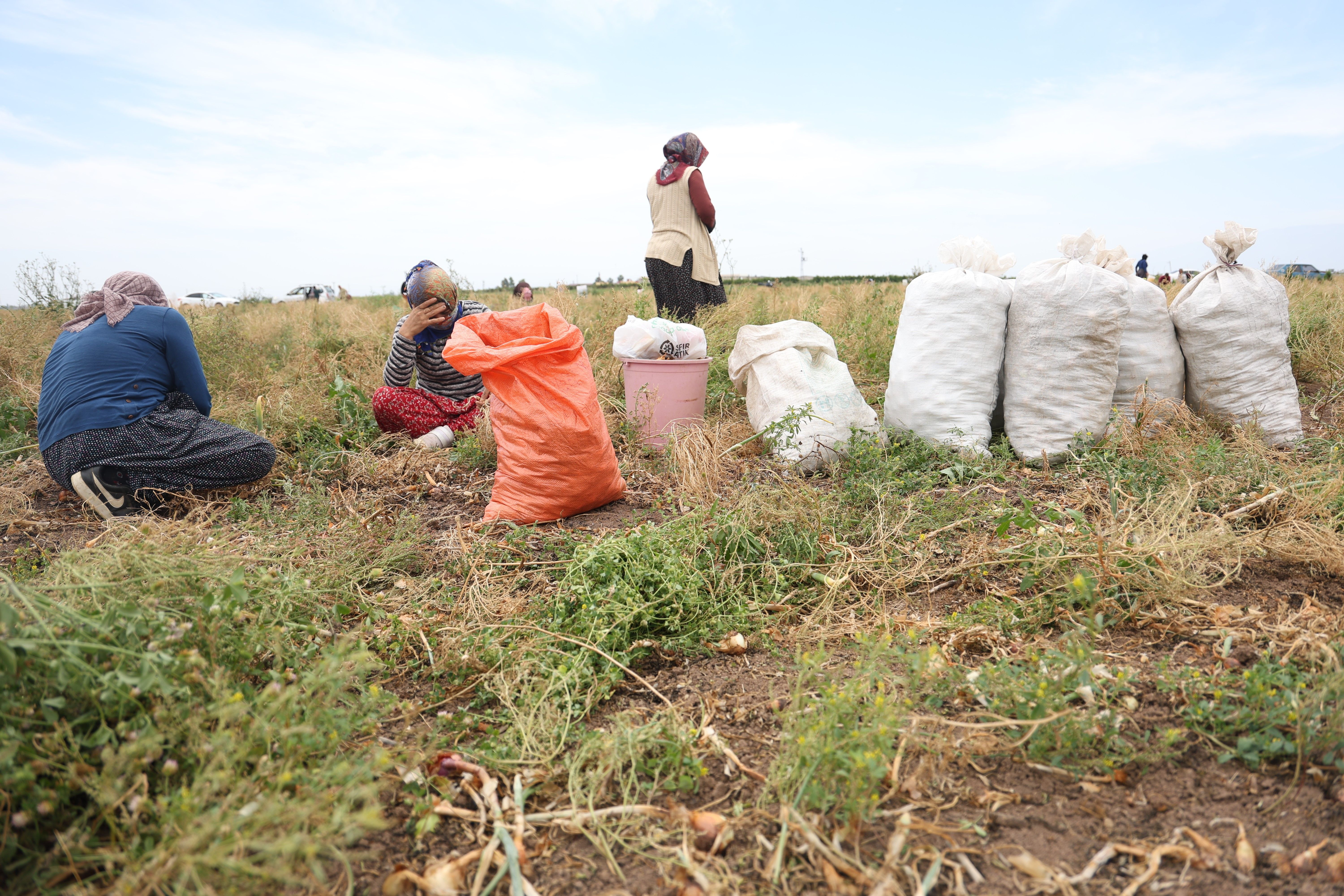 80 dönüm soğanı hayrına dağıttı! Duyan tarlaya koştu 80 dönüm soğanı hayrına dağıttı! Duyan tarlaya koştu - 1. Resim