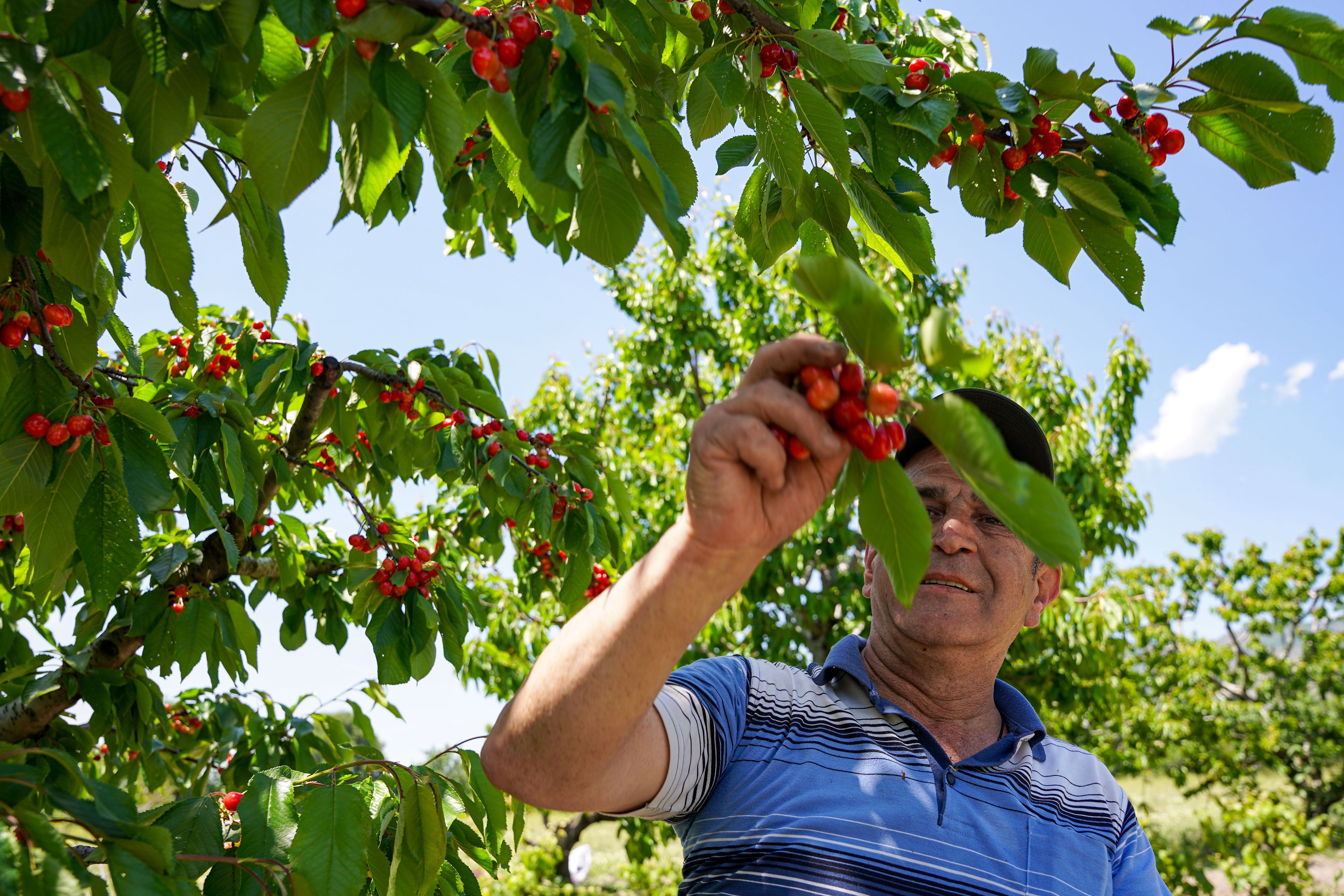 Depremden etkilendi köyüne döndü! 30 ton üretecek, kilosu 50 lira - 1. Resim