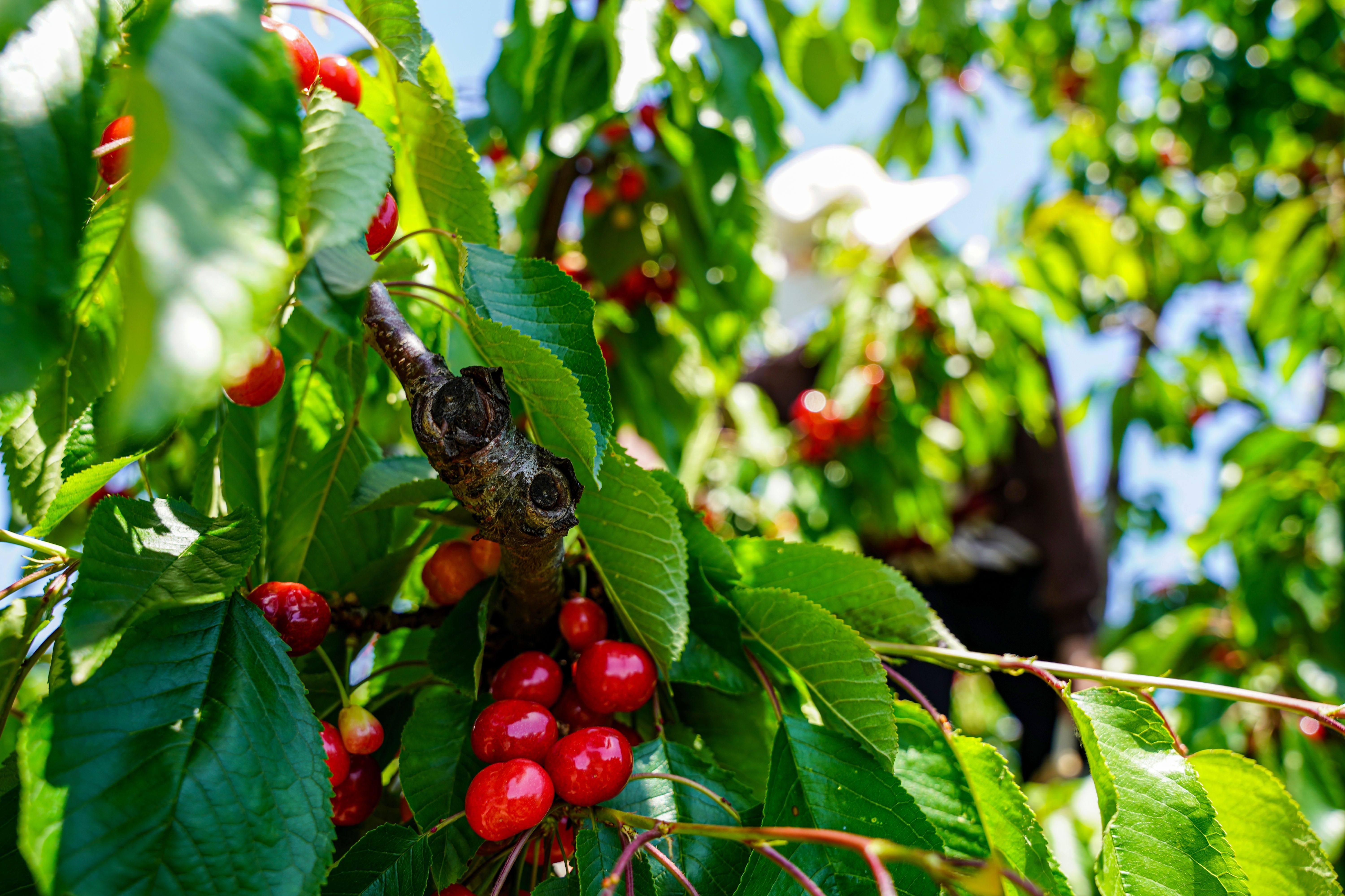 Depremden etkilendi köyüne döndü! 30 ton üretecek, kilosu 50 lira - 2. Resim
