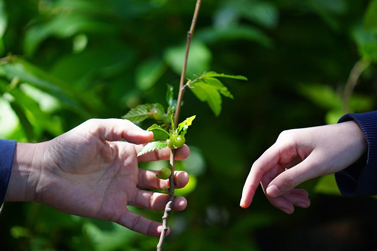 Kestanede verim kaybına karşı mücadele: DÜ Akademisyenleri doğru zamanı belirliyor! Kestanede verim kaybına karşı mücadele: DÜ Akademisyenleri doğru zamanı belirliyor! - 1. Resim